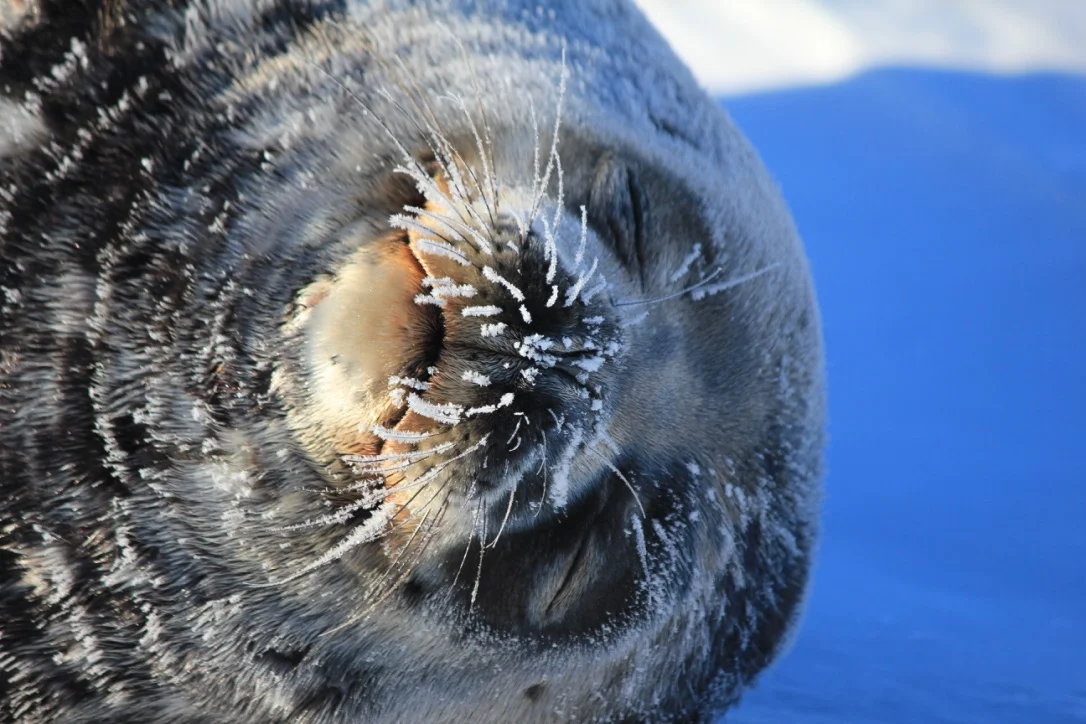 Photos were taken under NMFS Permits 17441-00, 87-1851, and 21006.