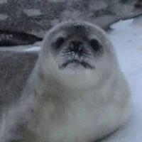 Meet Our Seal Pups!