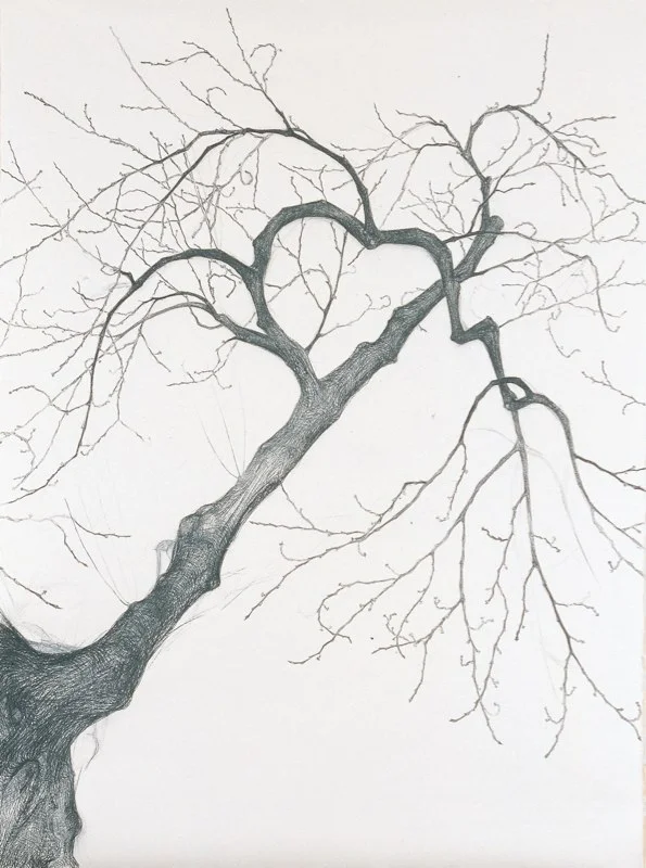 Cherry Tree, 2005 Linen Japanese paper 特厚雲肌麻紙, 360 x 270 cm each Goryoukaku branch 五稜郭店 Photo by Mitsumasa Fujitsuka 藤塚光政 撮影 