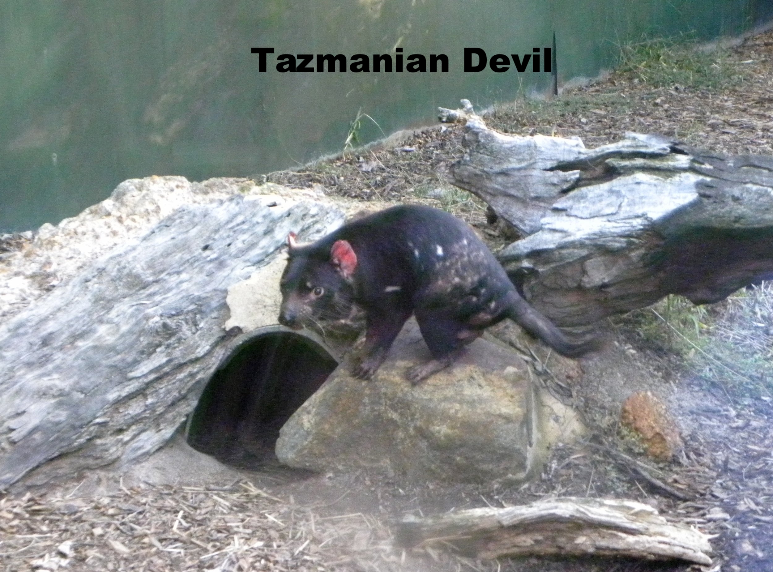 DSCN1407.jpg