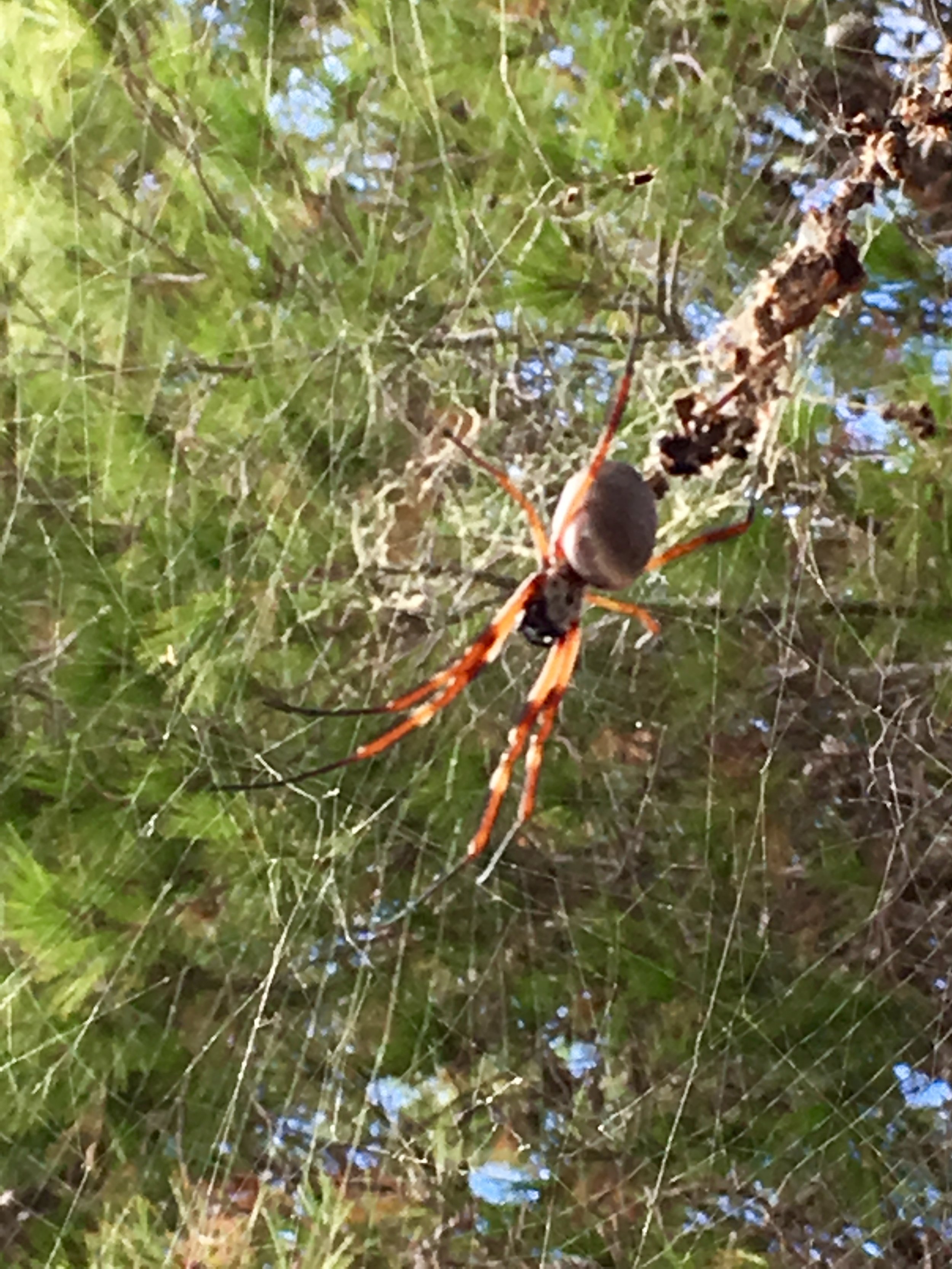 Another Golden Orb spider and her gigantic web!