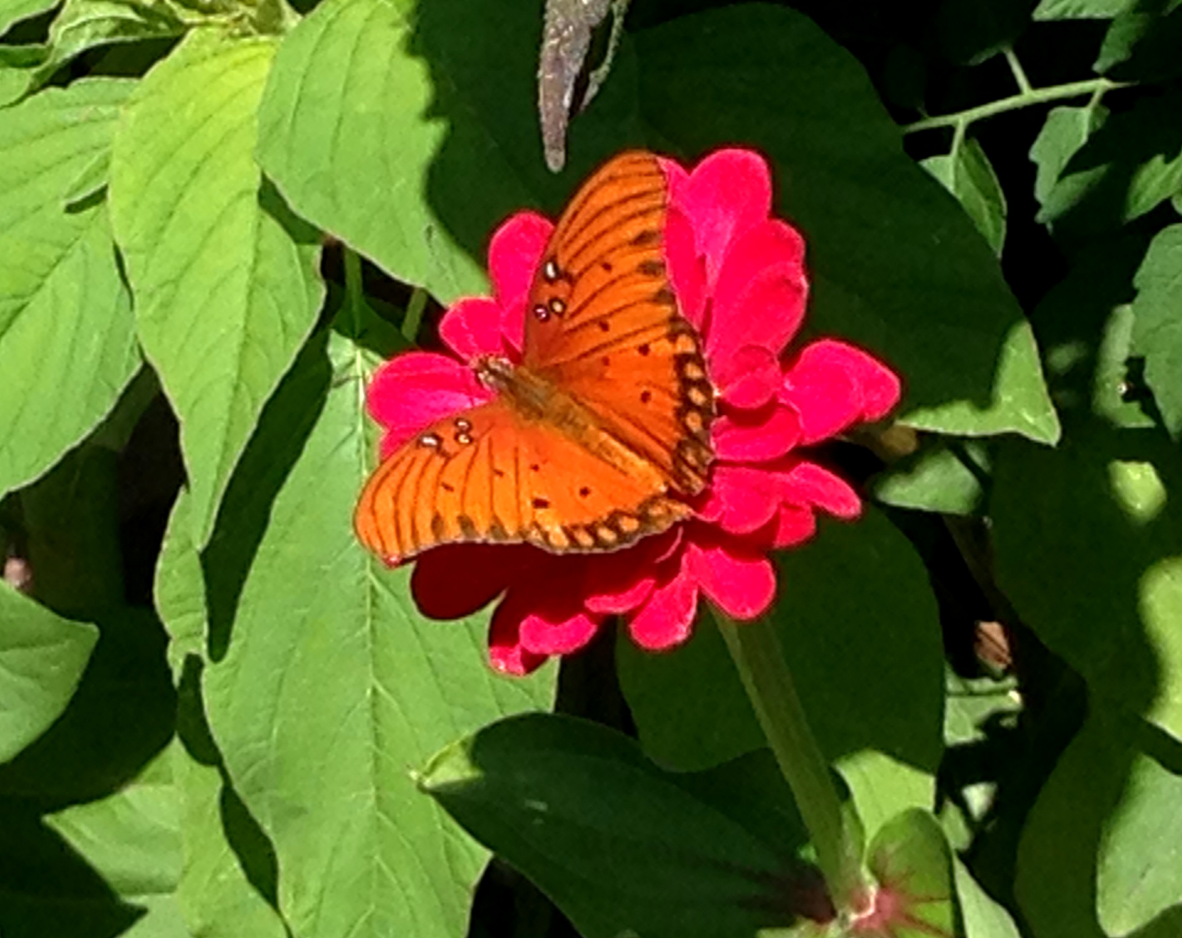 butterfly+on+flower.jpeg