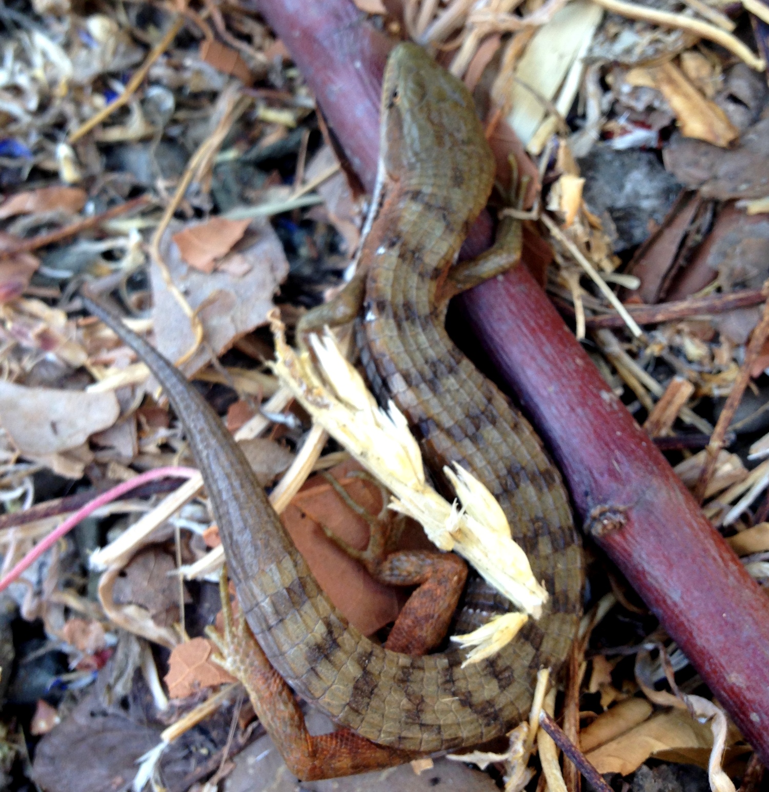 lizard+urban+habitat.jpeg