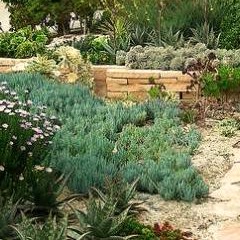 California+native+drought+tolerant.jpeg