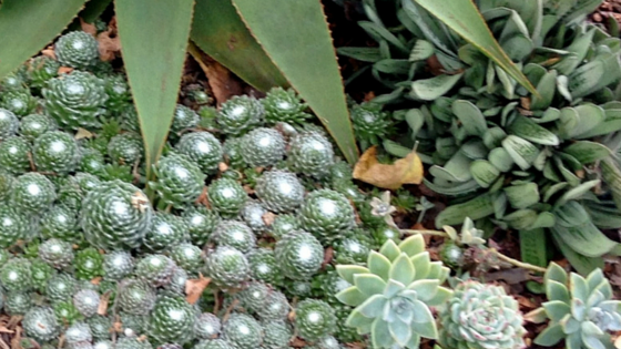 succulents.png