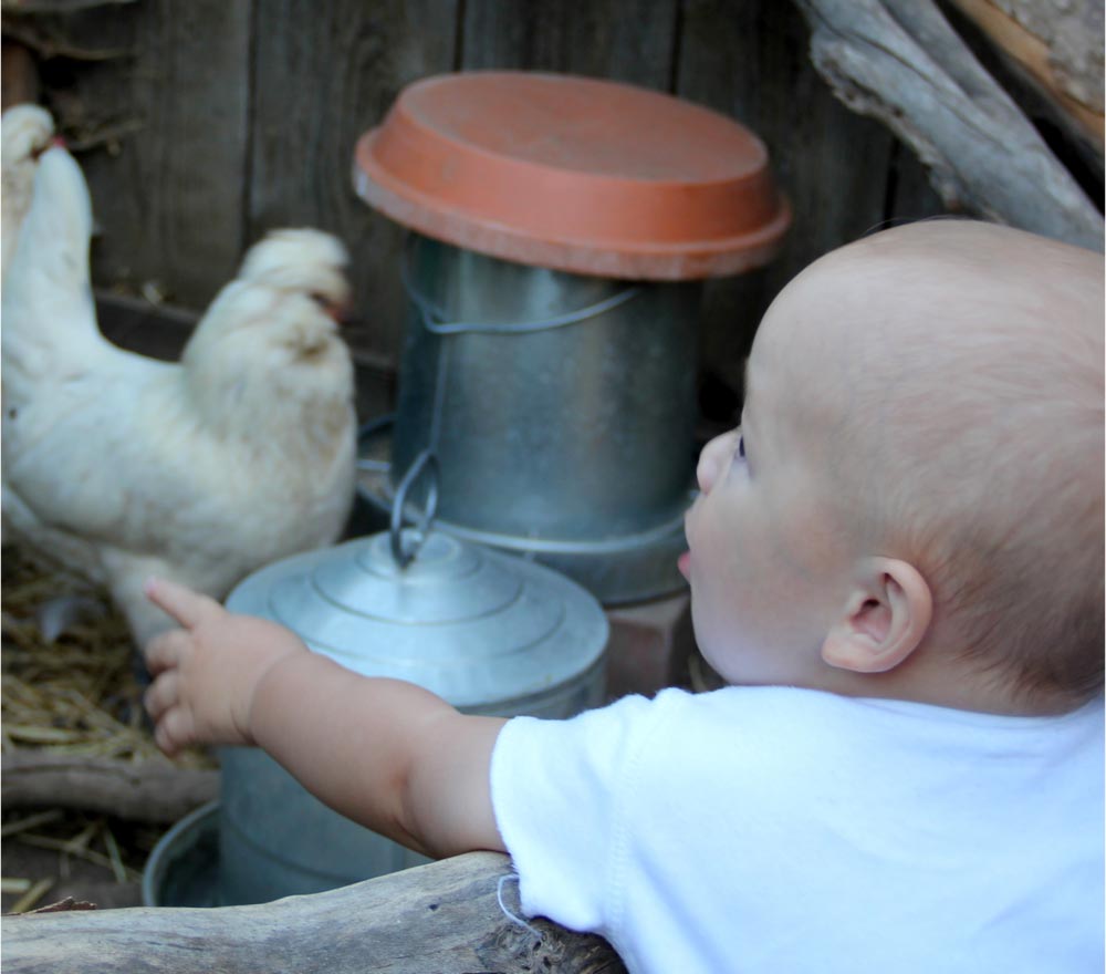chicken-coop-2.jpg