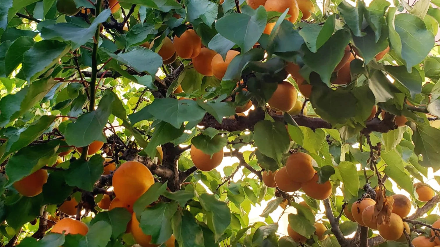 20190620_160552.jpg