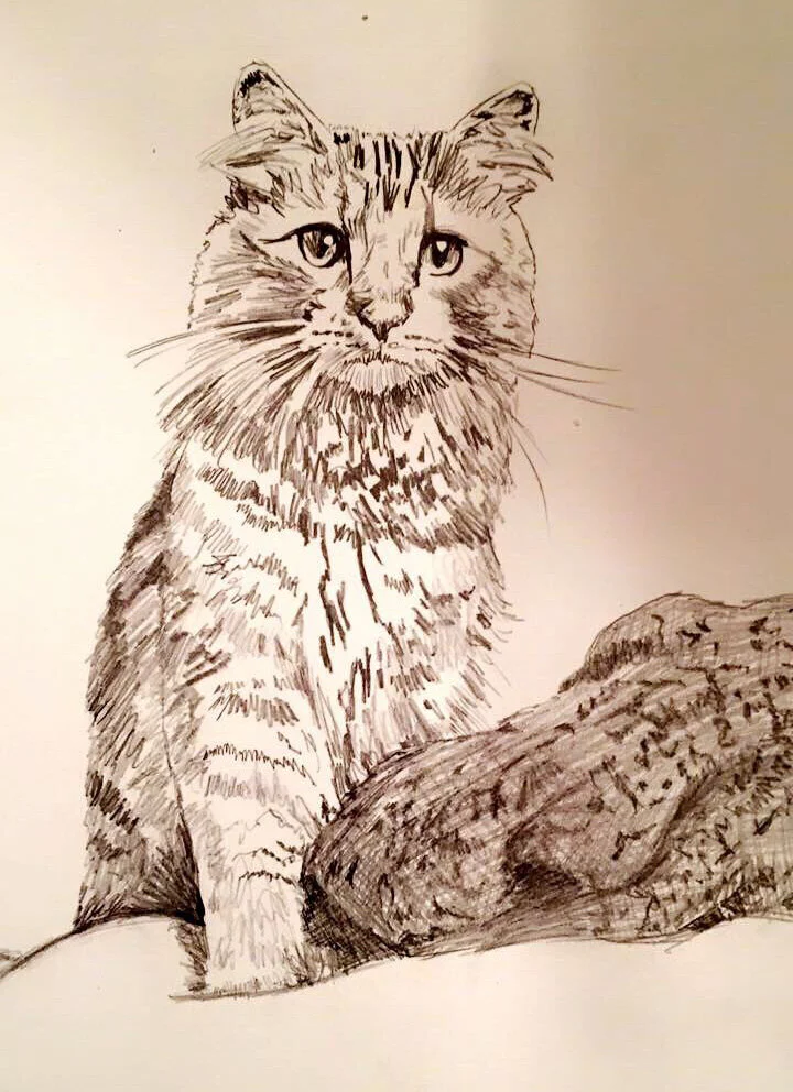 catdrawing.jpg