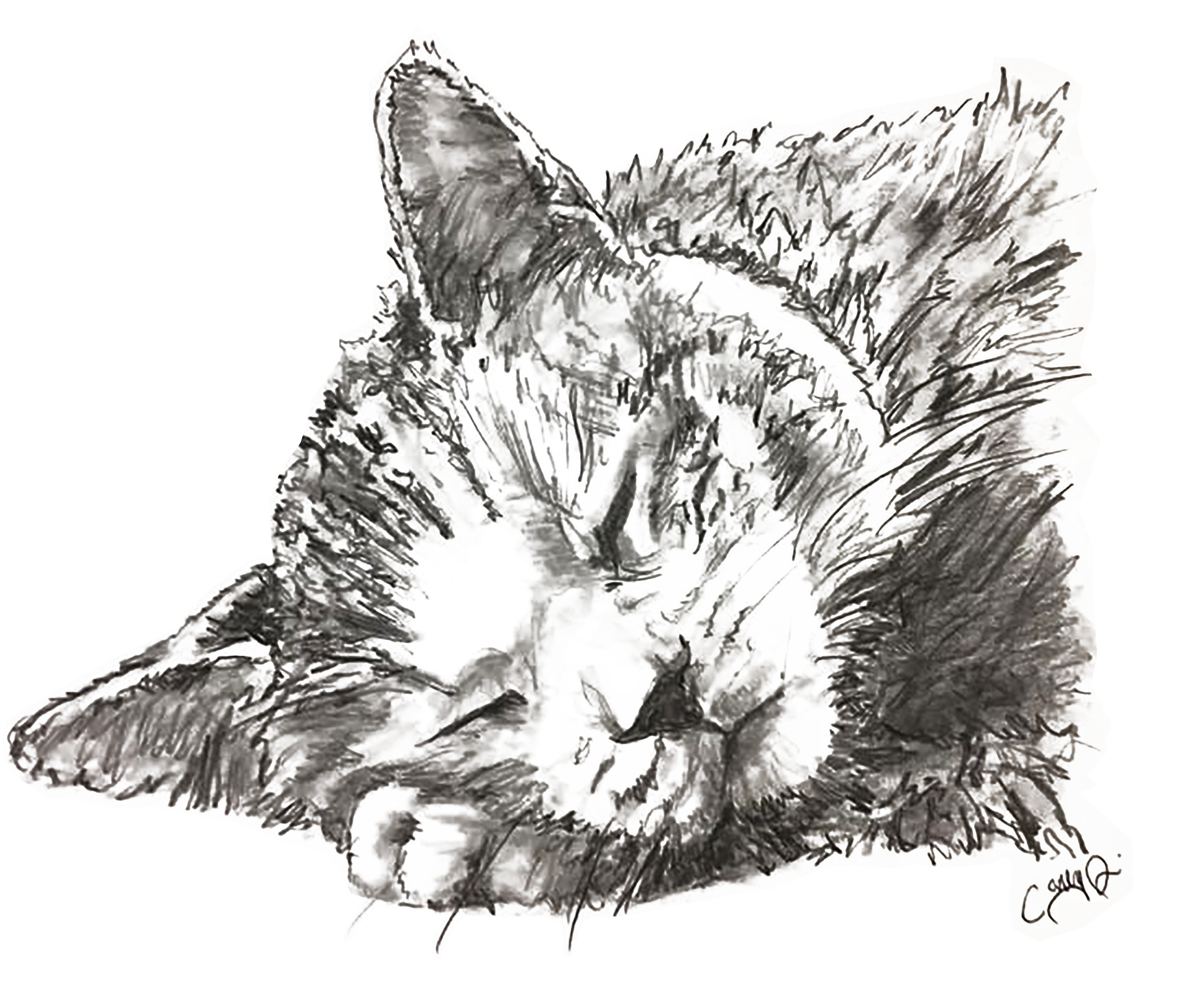 cat png.png