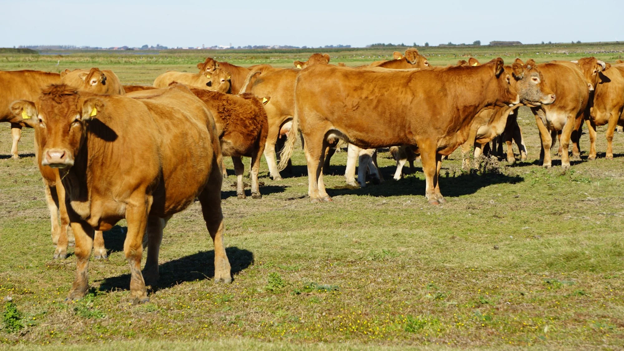 Okes Limousins (37) klein.JPG