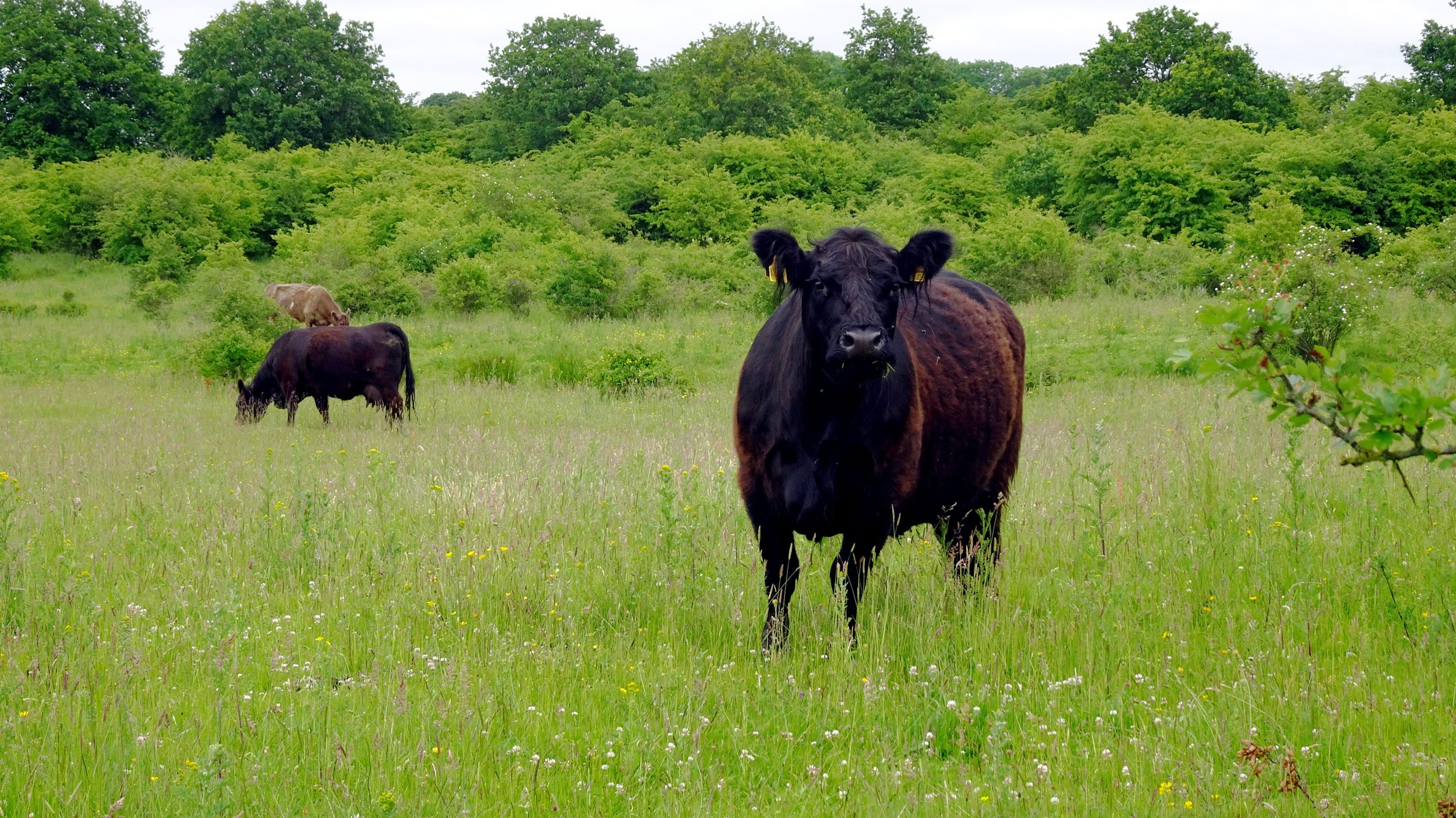 Schäferhaus 202206 (18).JPG