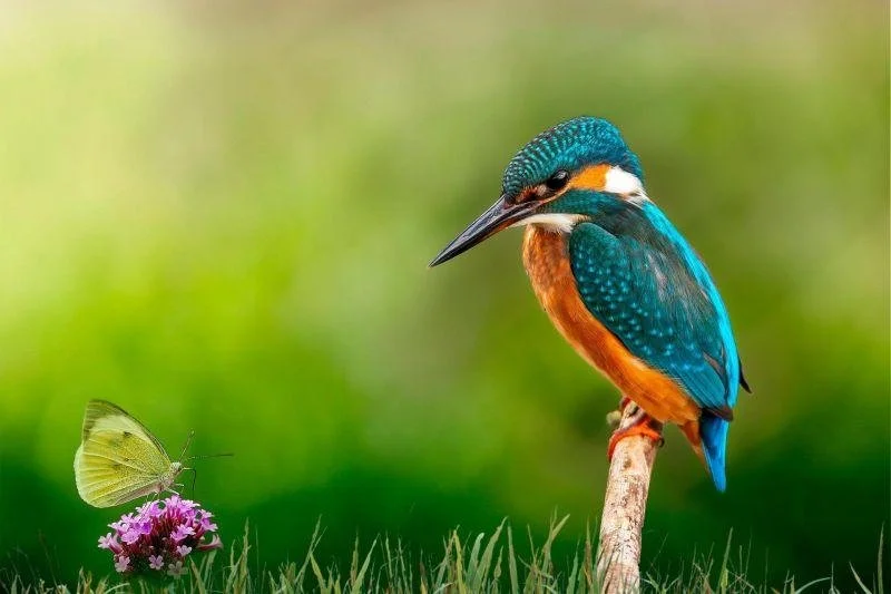 Vögel, Insekten und mehr