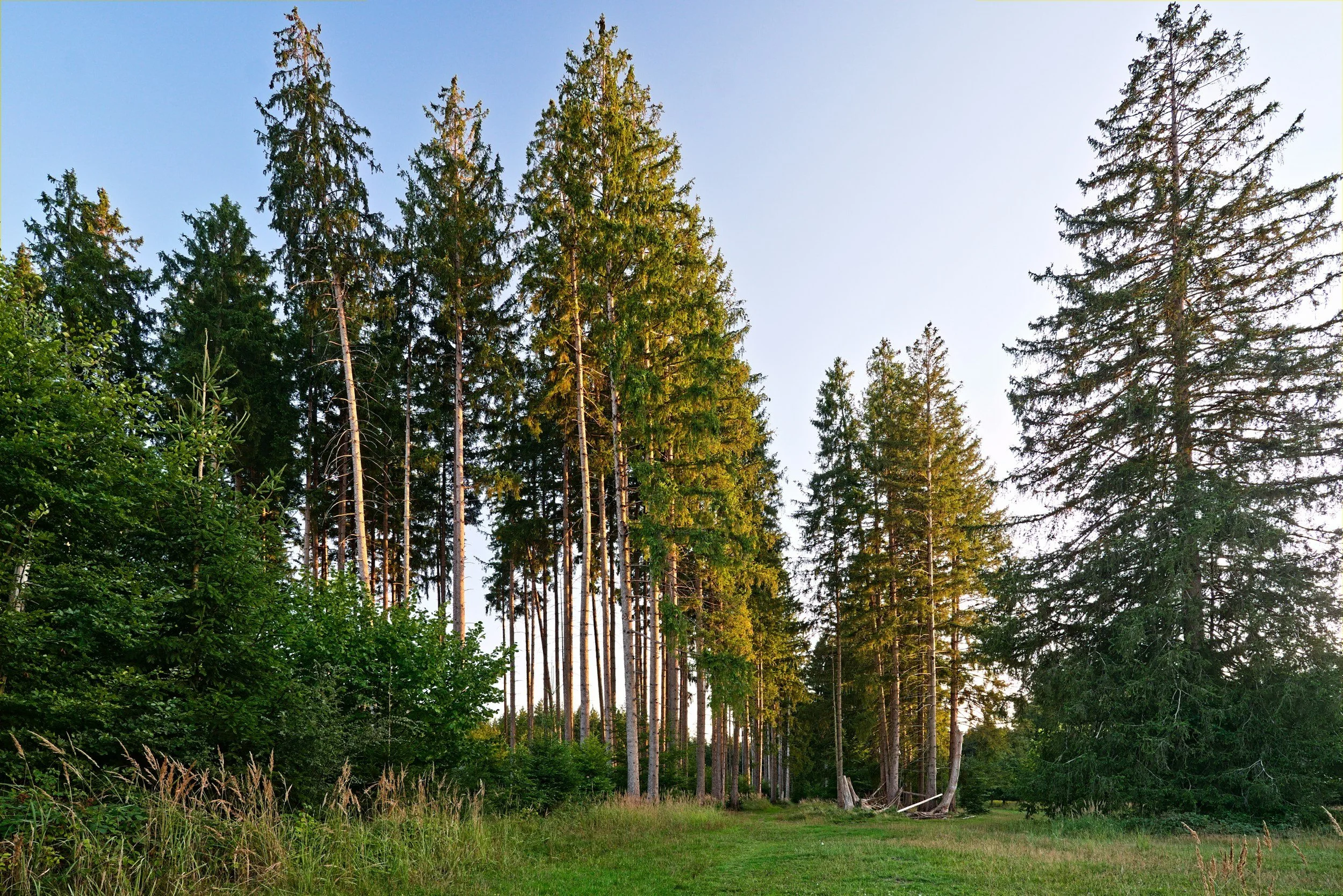 Rangerführung Wald im Wandel
