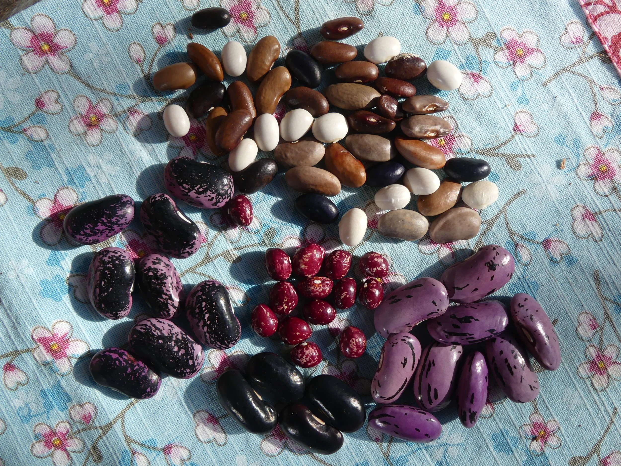 Gemüsesorten des Alpenraumes - Selbst anbauen und Saatgut gewinnen!