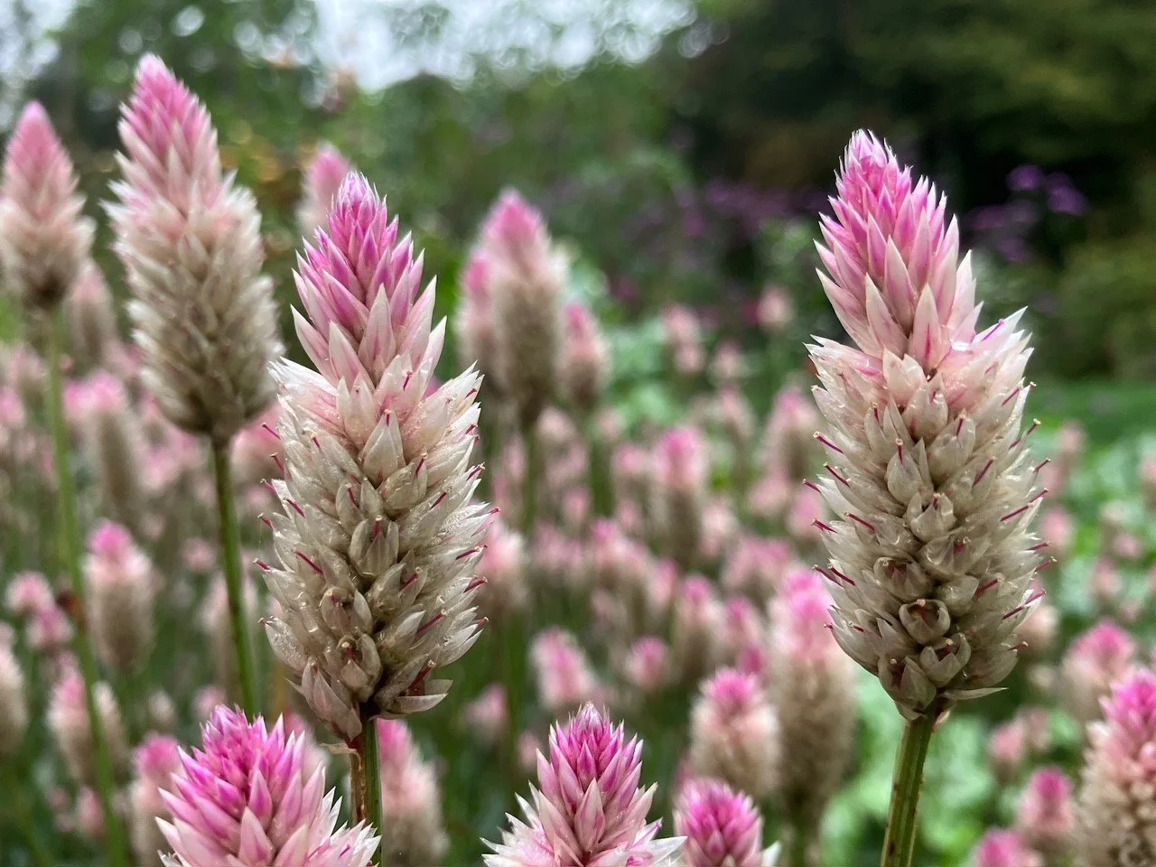 Pflanzenmarkt am Wieshof