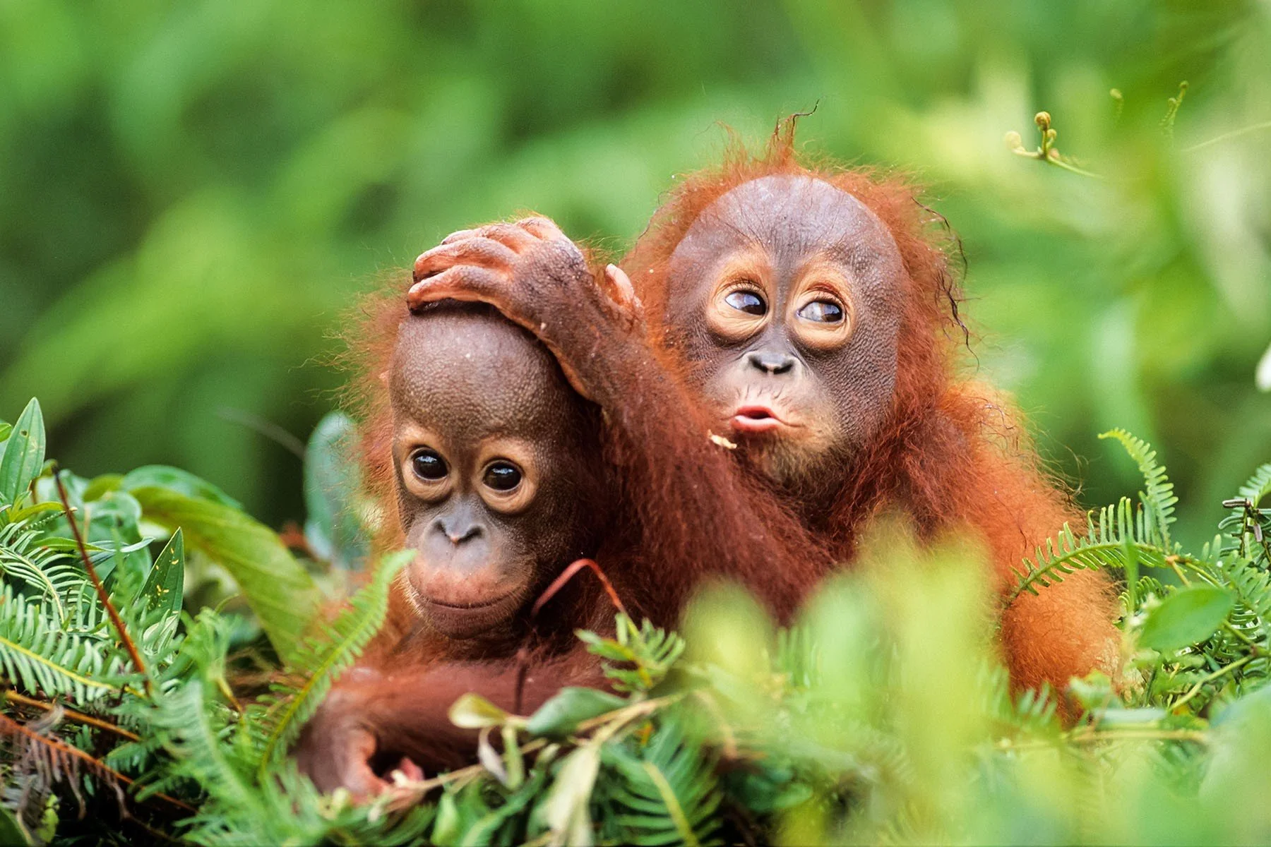 Faszination Regenwald