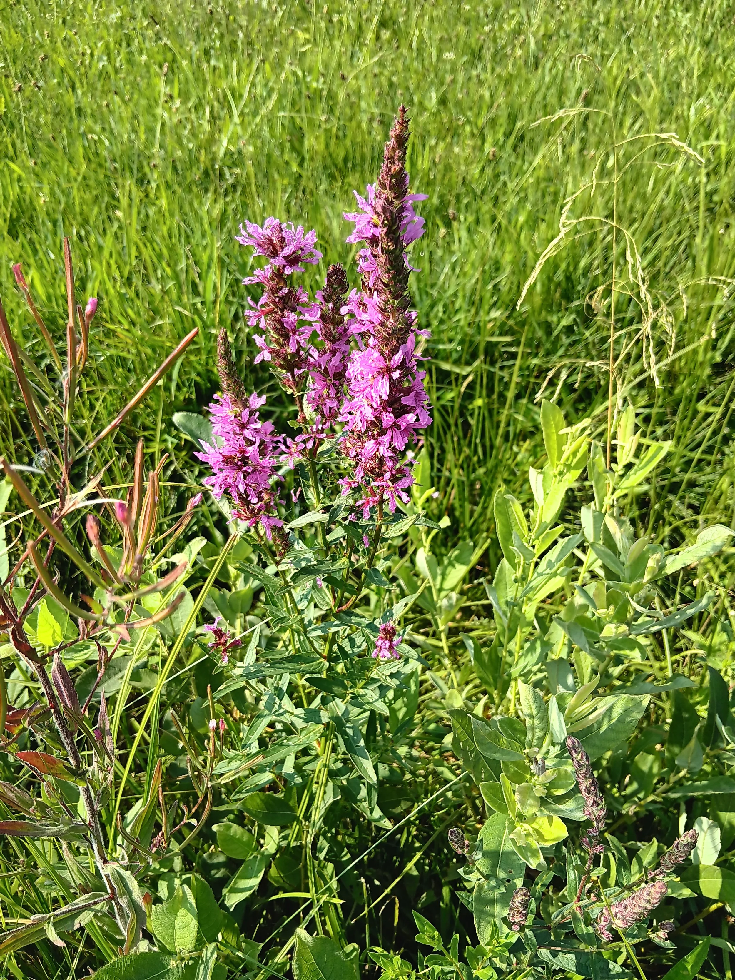 Wildkräuterführung, Copyright Angelika Spöri1.jpg