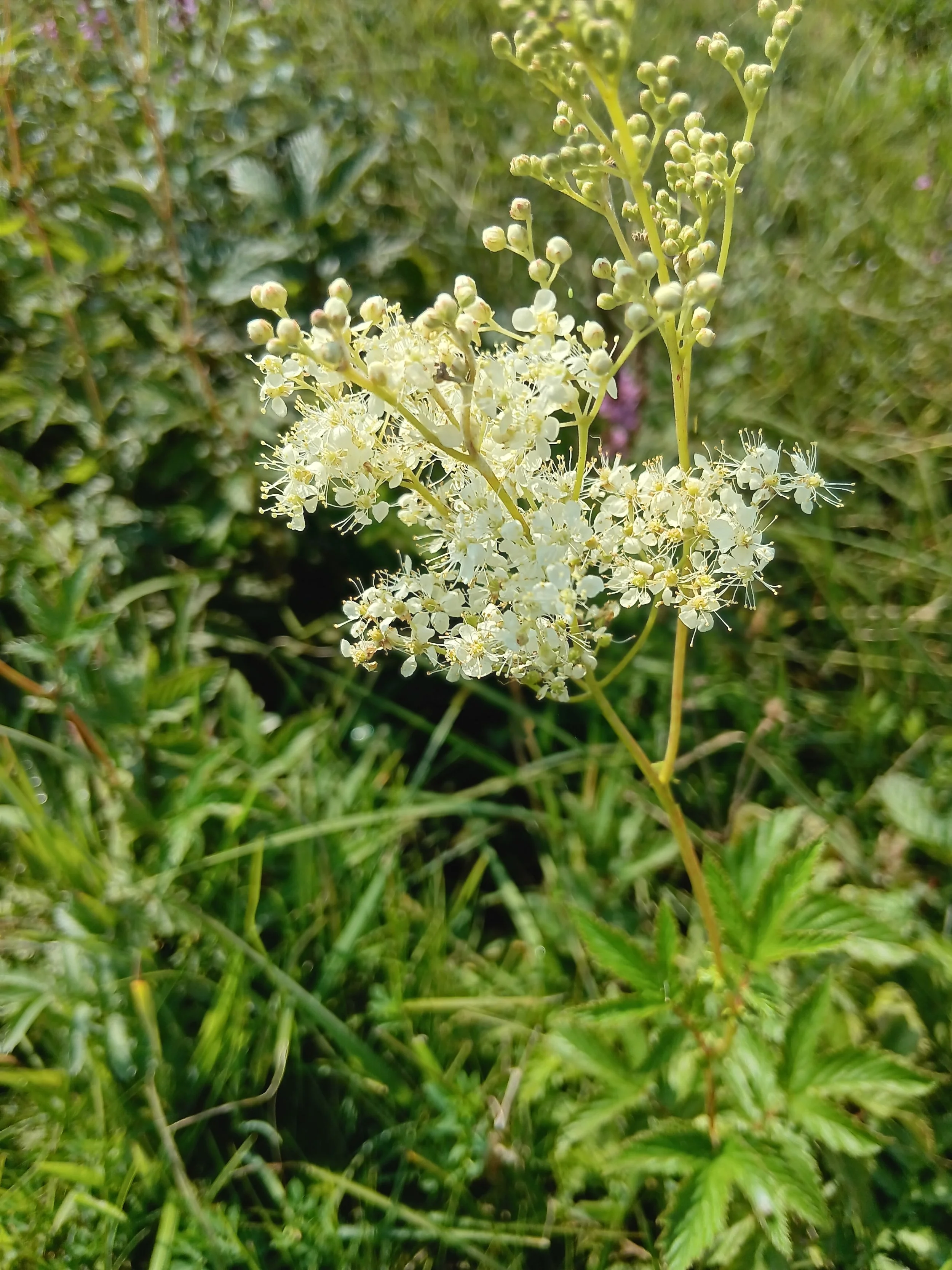 Wildkräuterführung, Copyright Angelika Spöri2.jpg