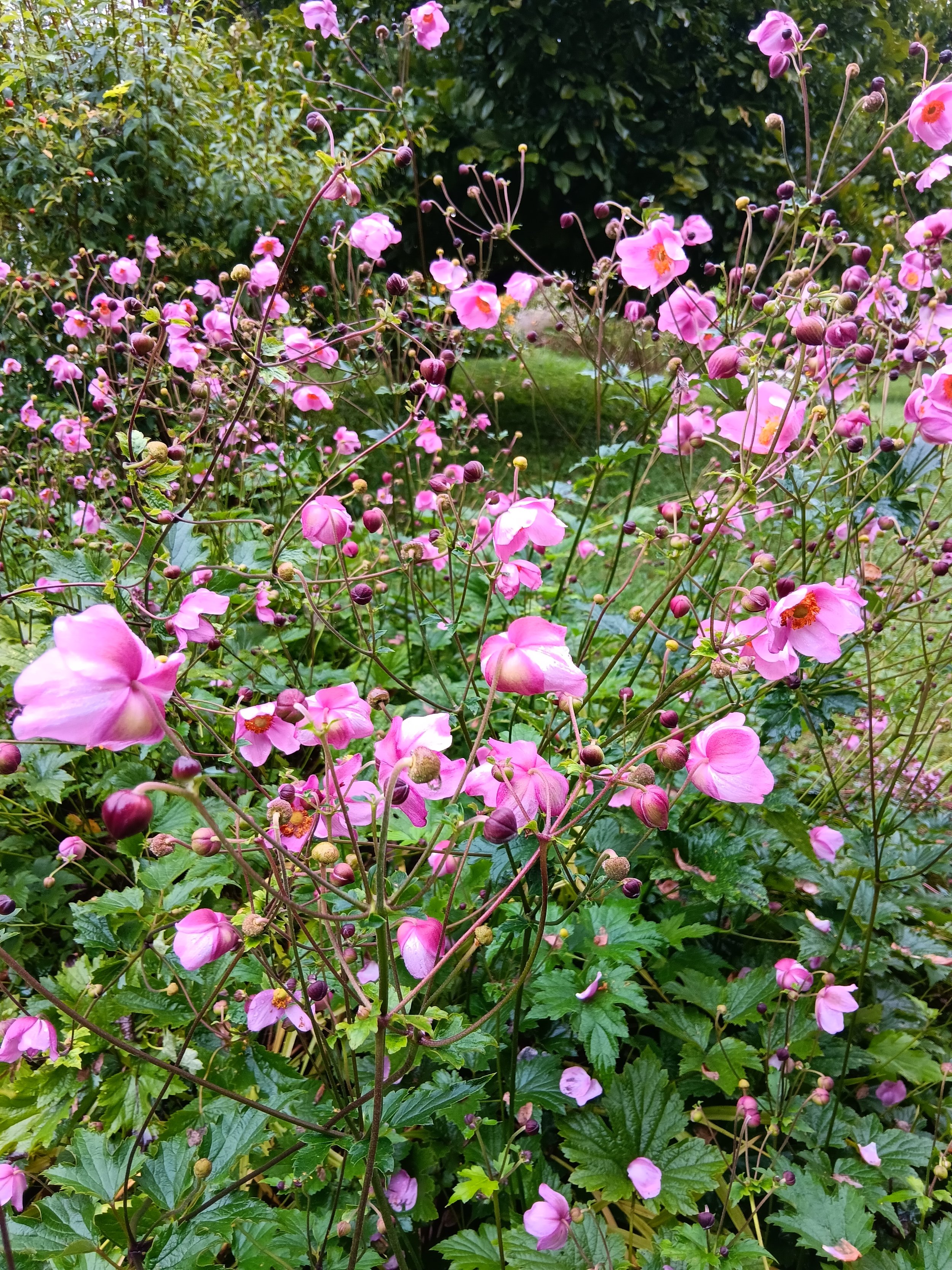 Wildkräuter im Klimawandel - Wanderung