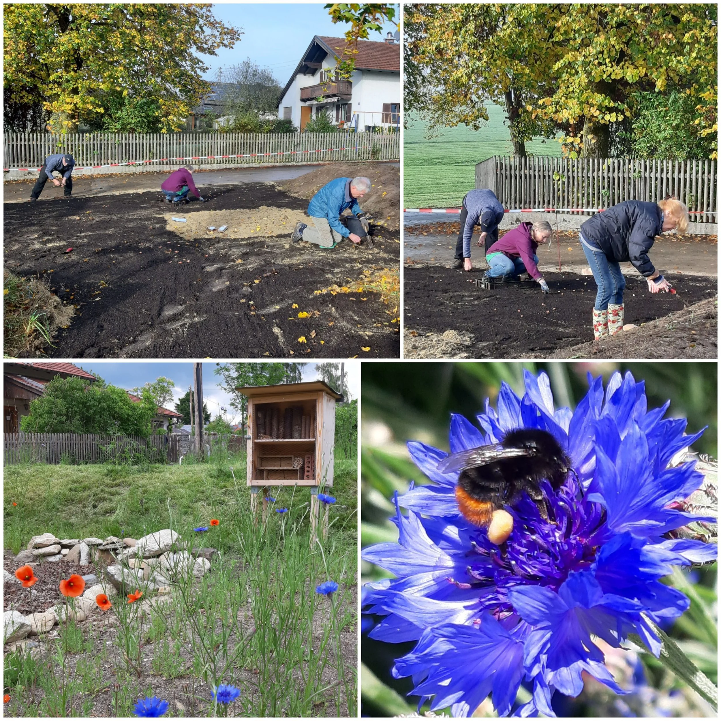 Das "Wilde Eck" in Münsing - Ein Projekt für die Insektenvielfalt