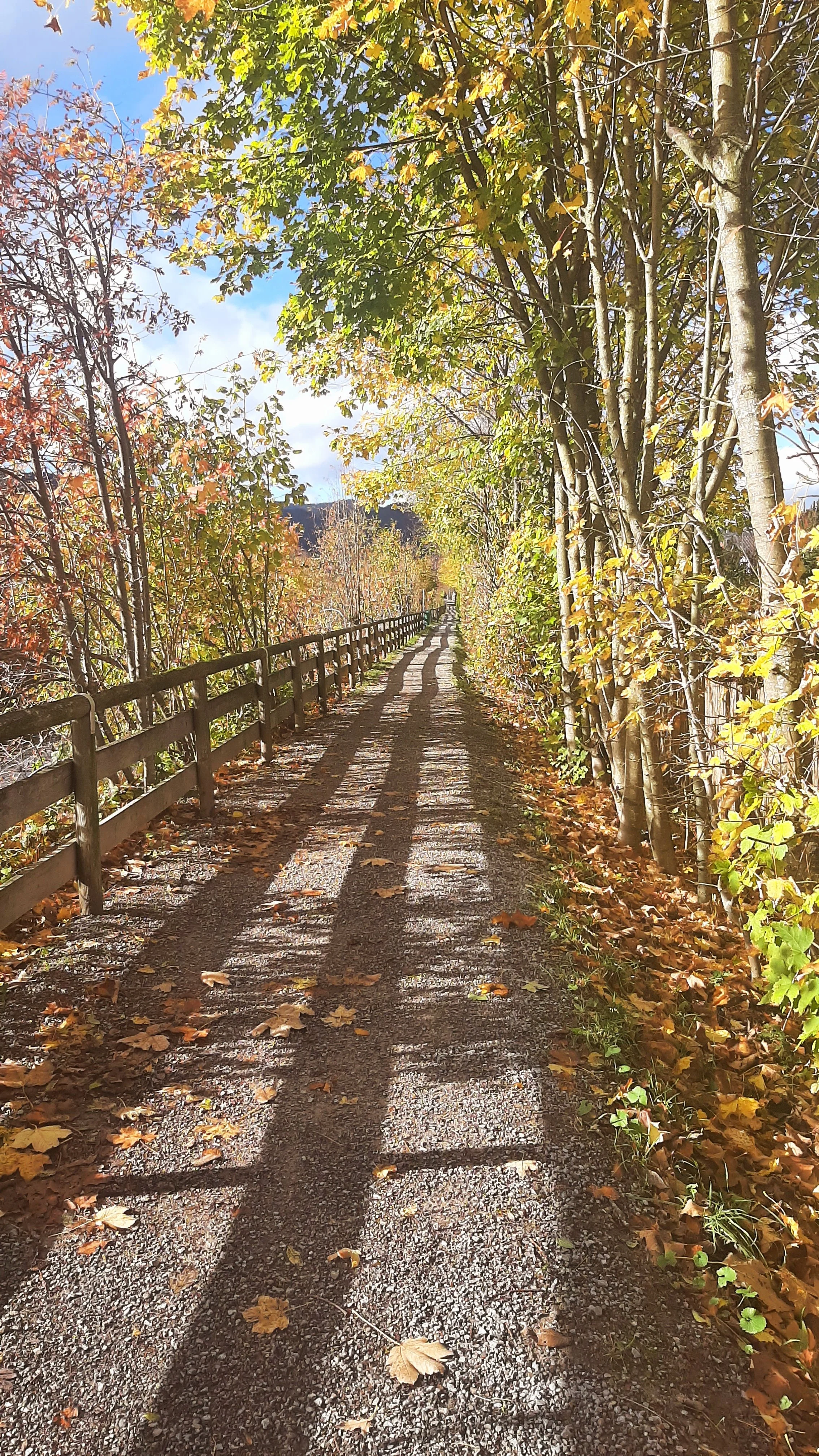 Klimawandel & menschlicher Organismus.jpg