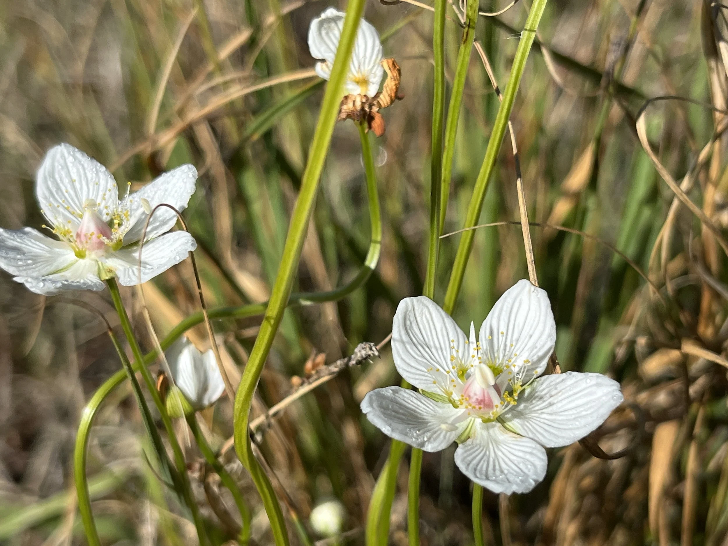 Sumpf-Herzblatt (Parnassia palustris)