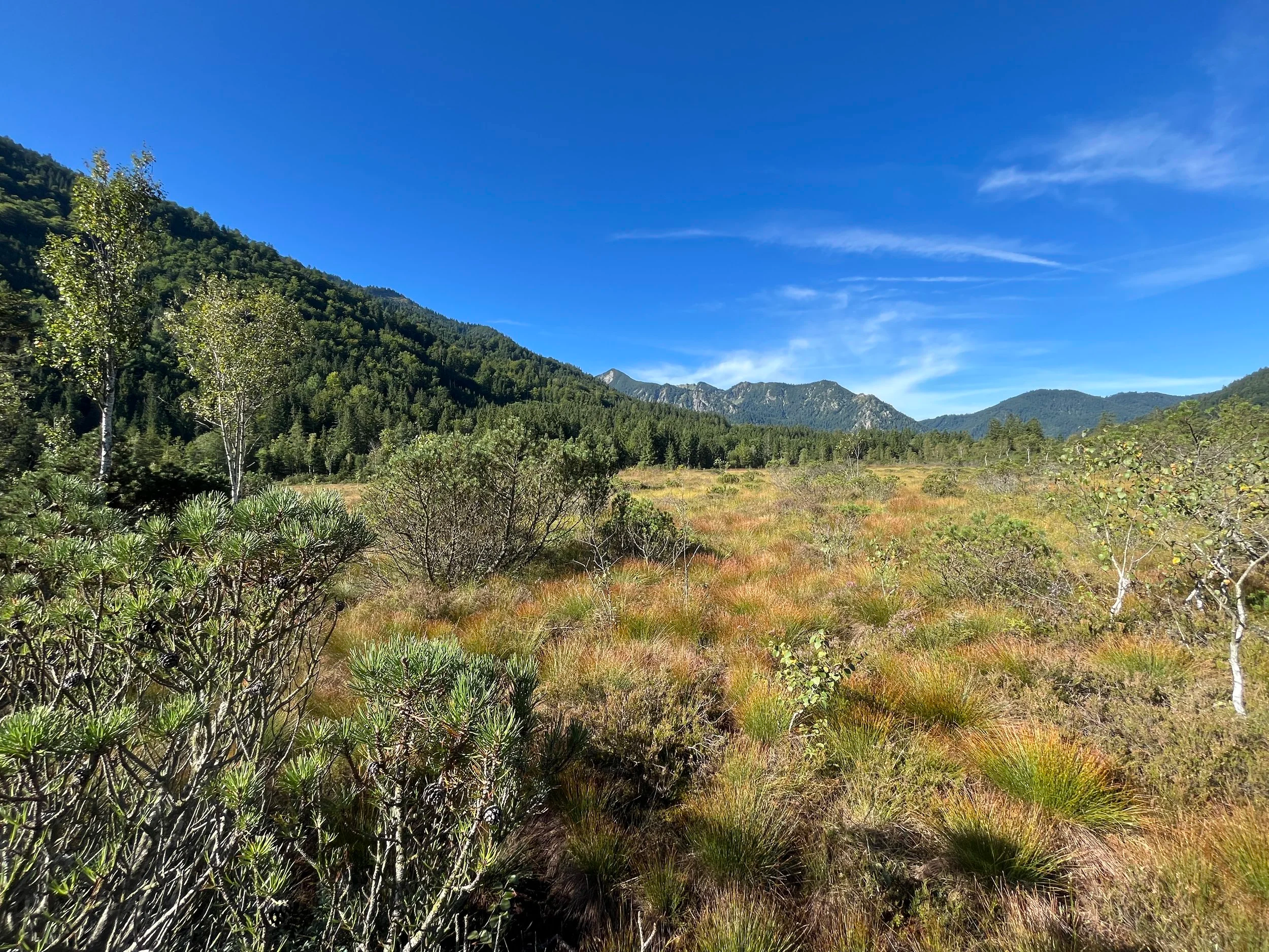 Quer durchs Auracher Moor