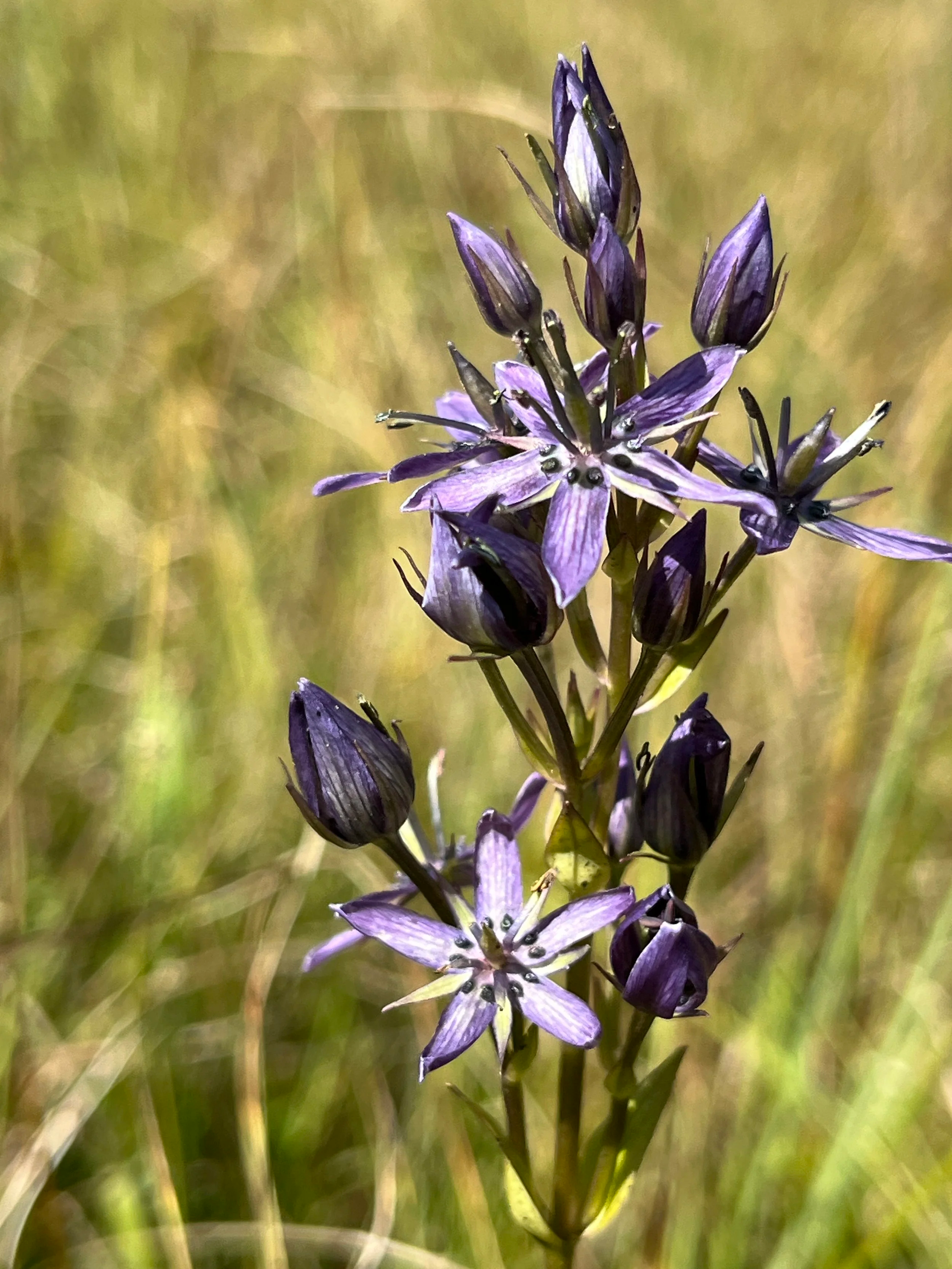 Moortarant (Swertia perennis)