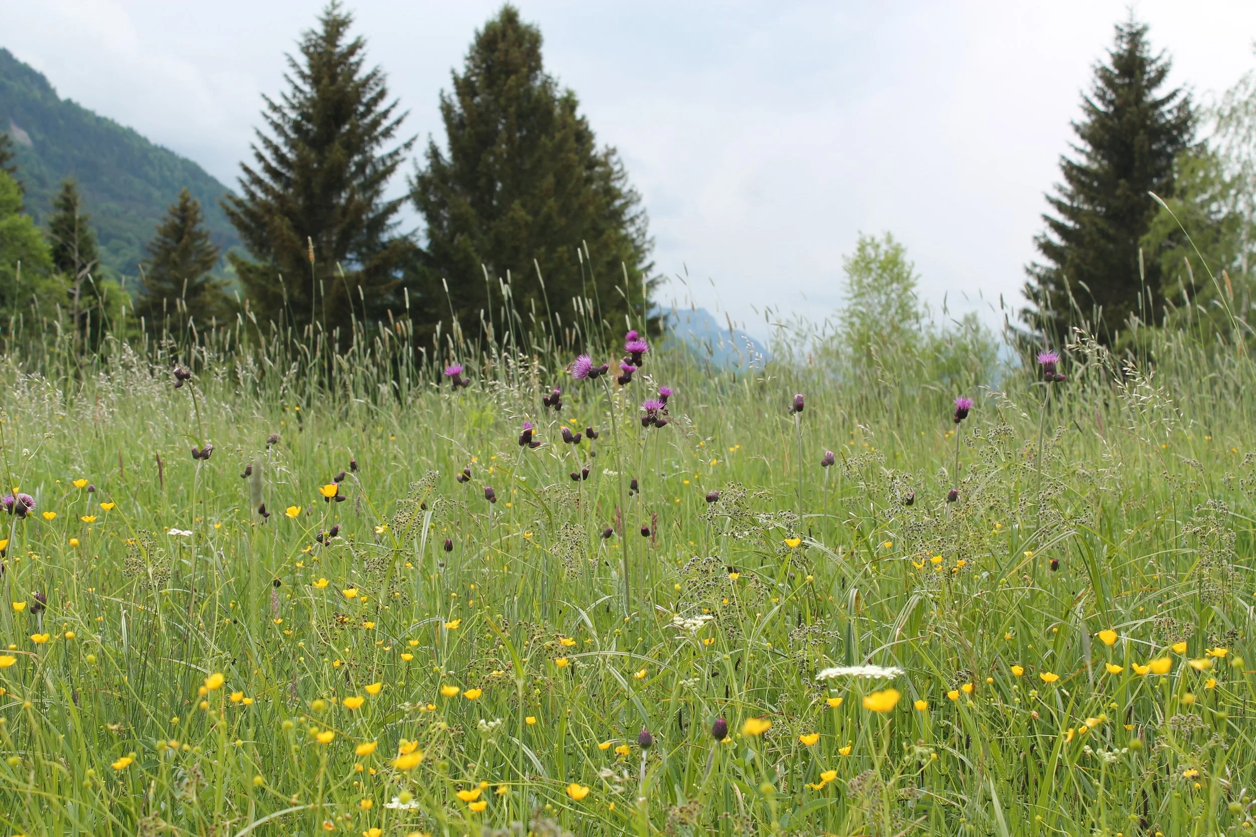 Naturführung durch Peitings Hain &amp; Flur