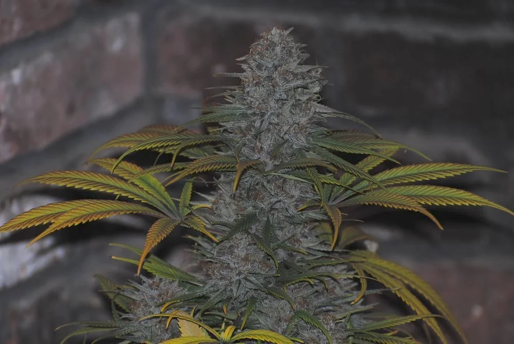 DSC_0289.JPG