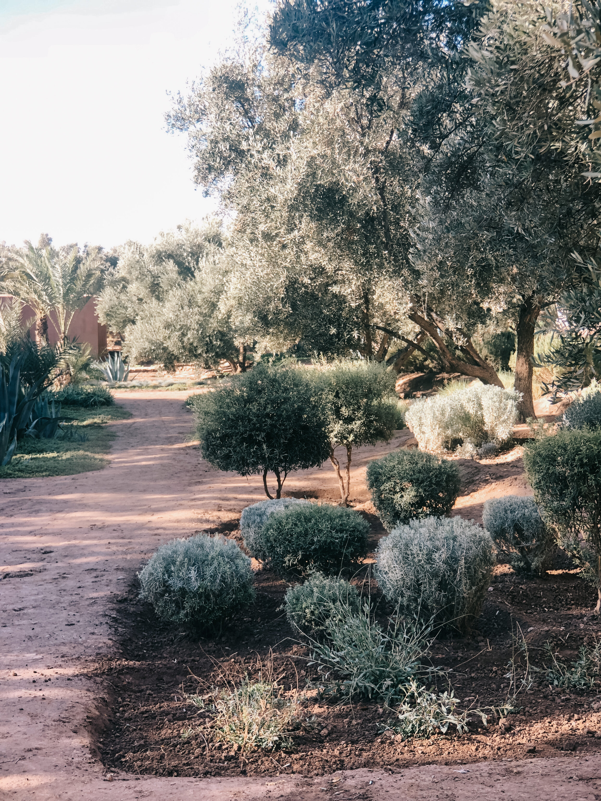 morocco_berber lodge - garden.JPG
