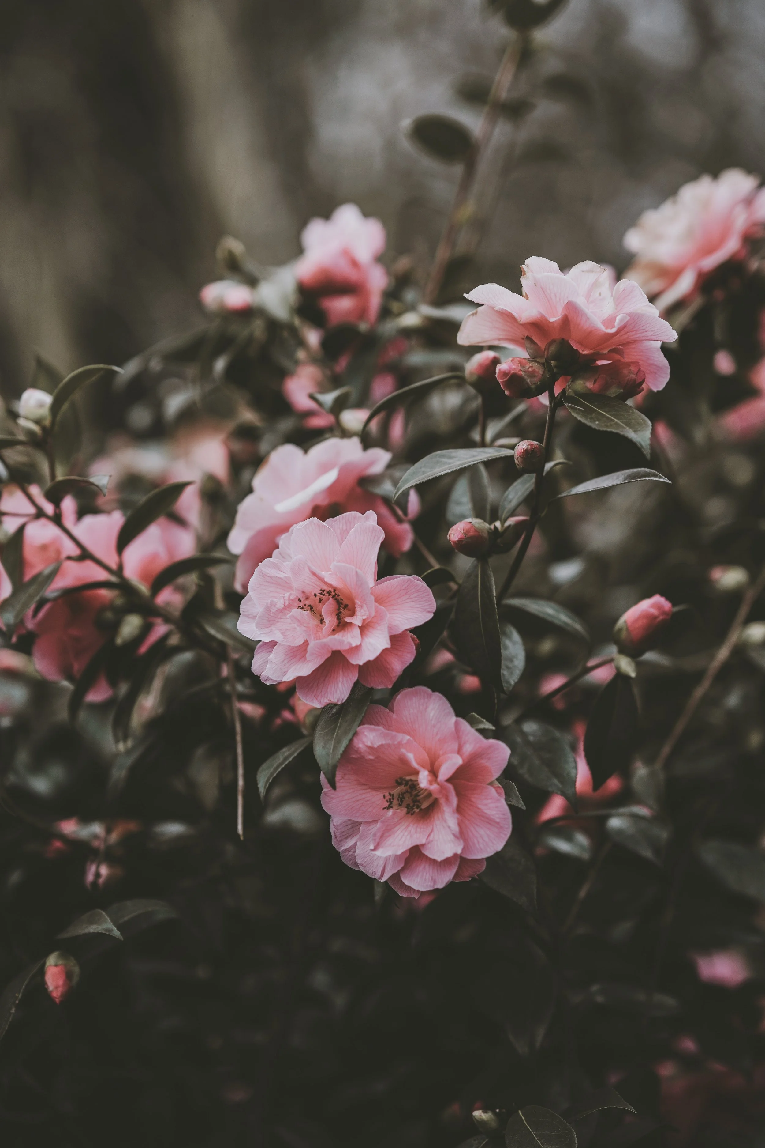 Ingredient Spotlight: Camellia Seed Oil