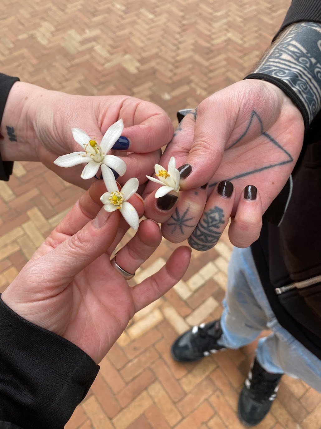 Orange Blossoms 