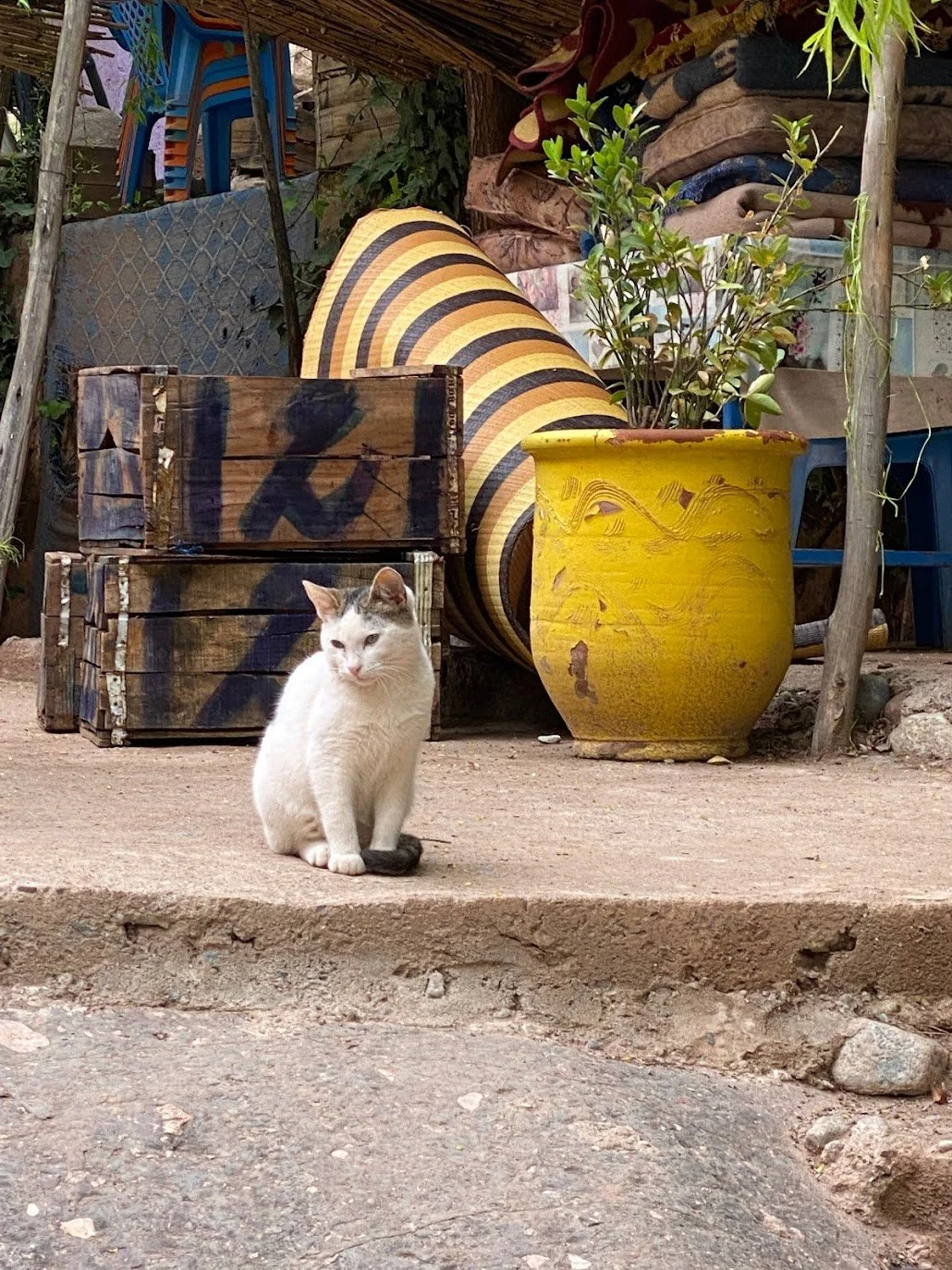 Ubiquitous Cats, Ourika