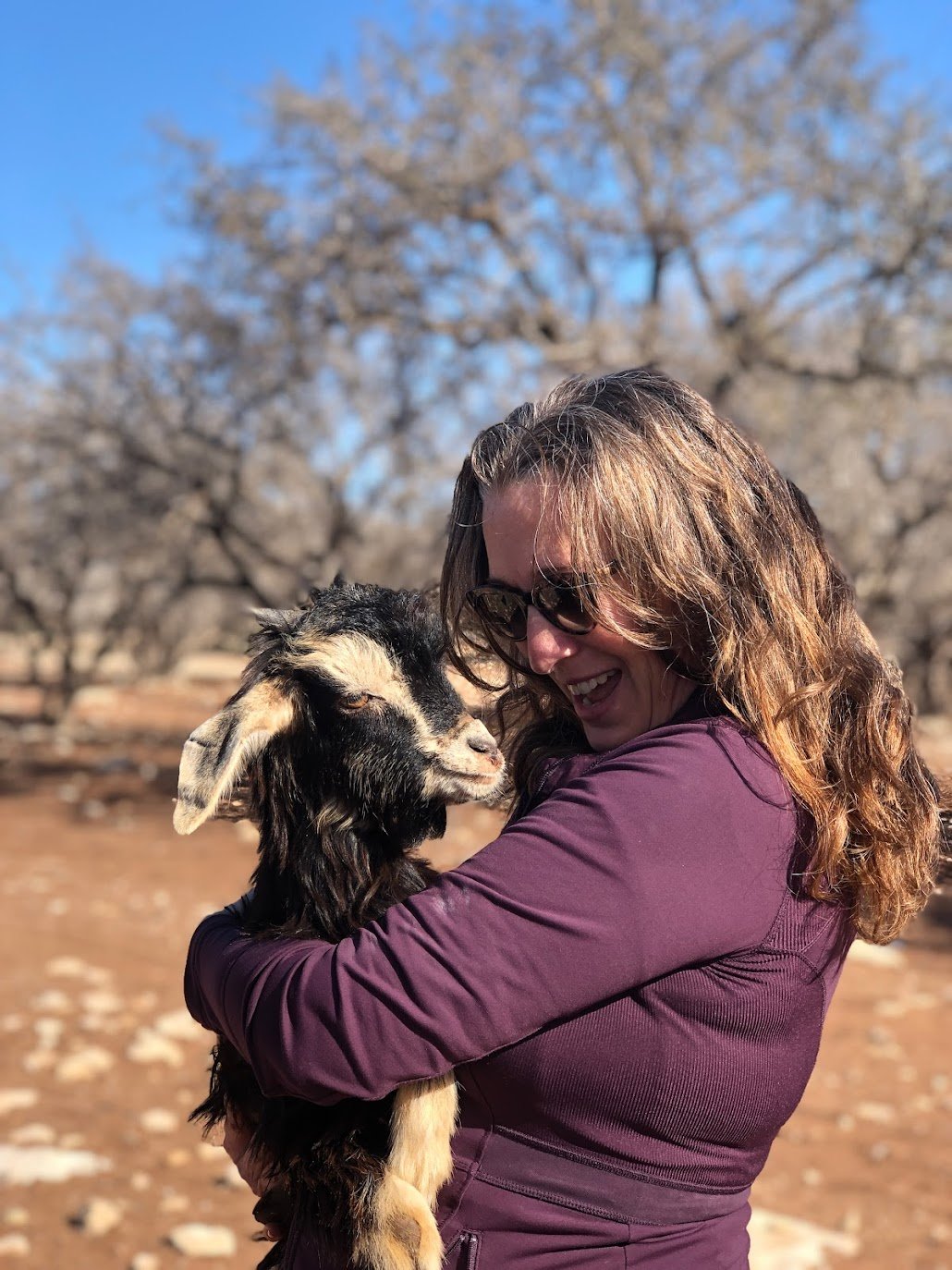 Argan Goats, Essaouira