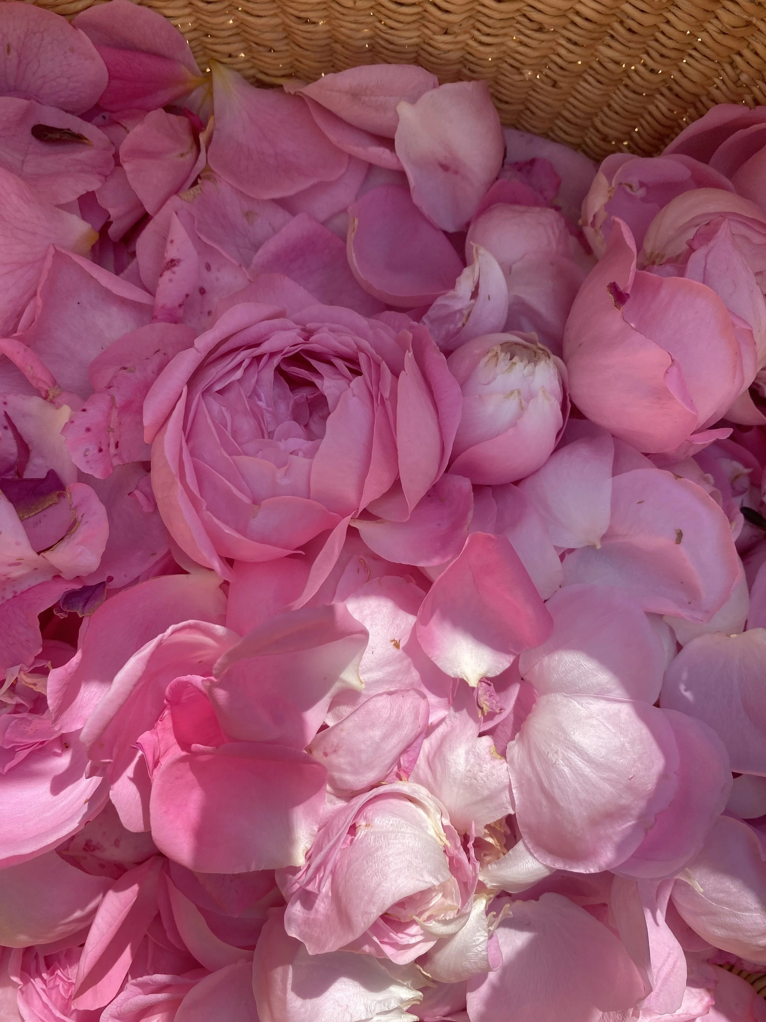Prose about Roses 