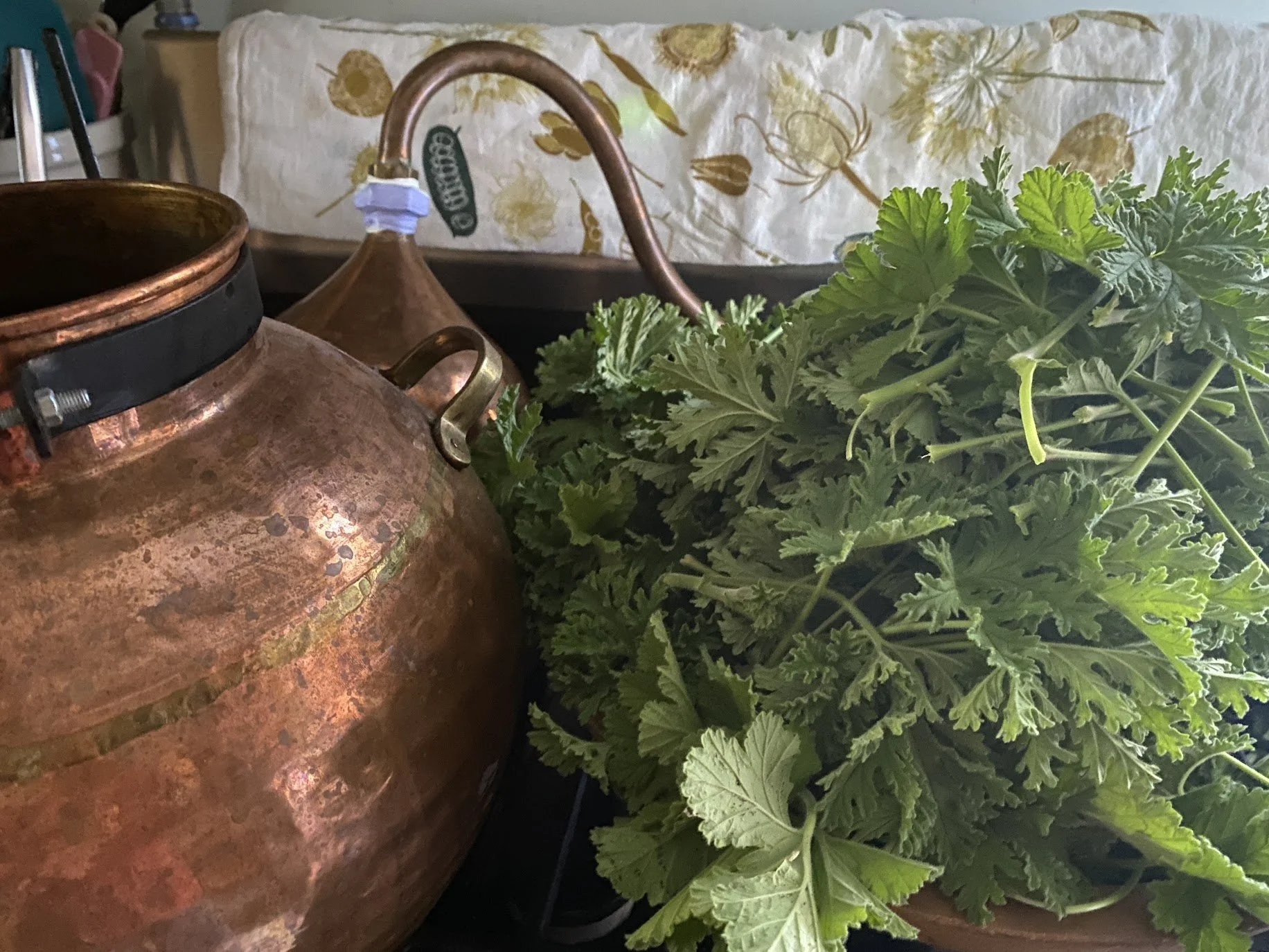 rose geranium - home distilling - small batch skincare - gardening skincare.jpeg