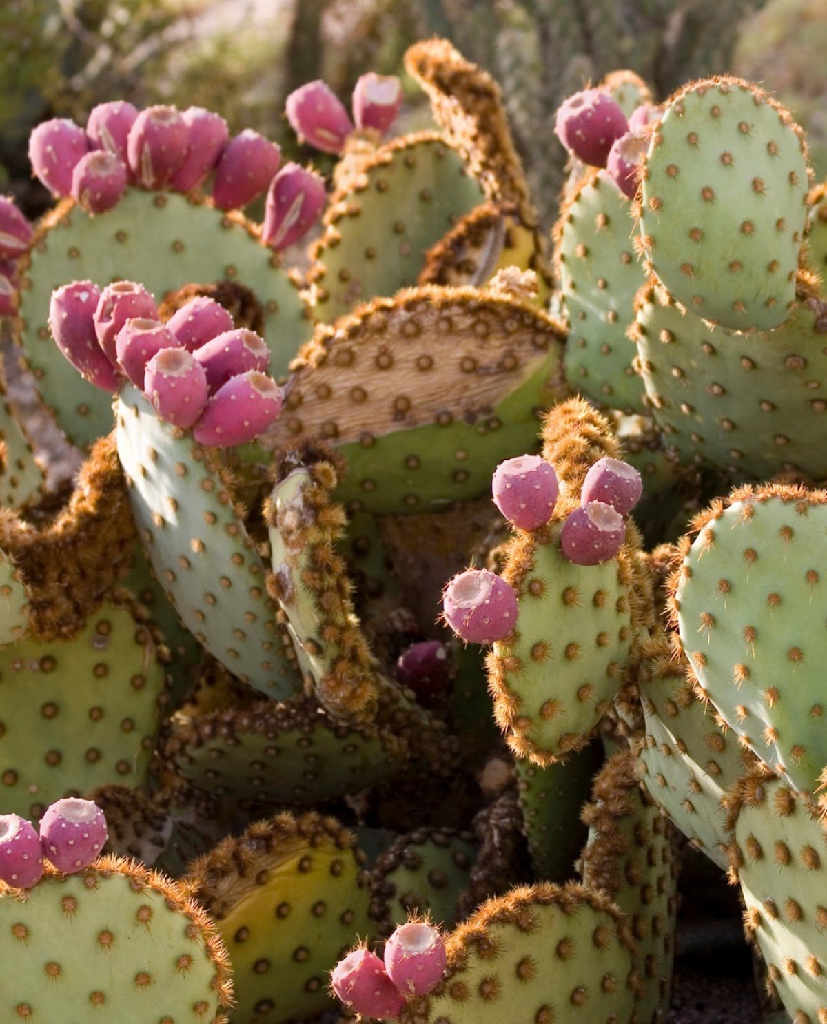 prickly pear cactus.jpg