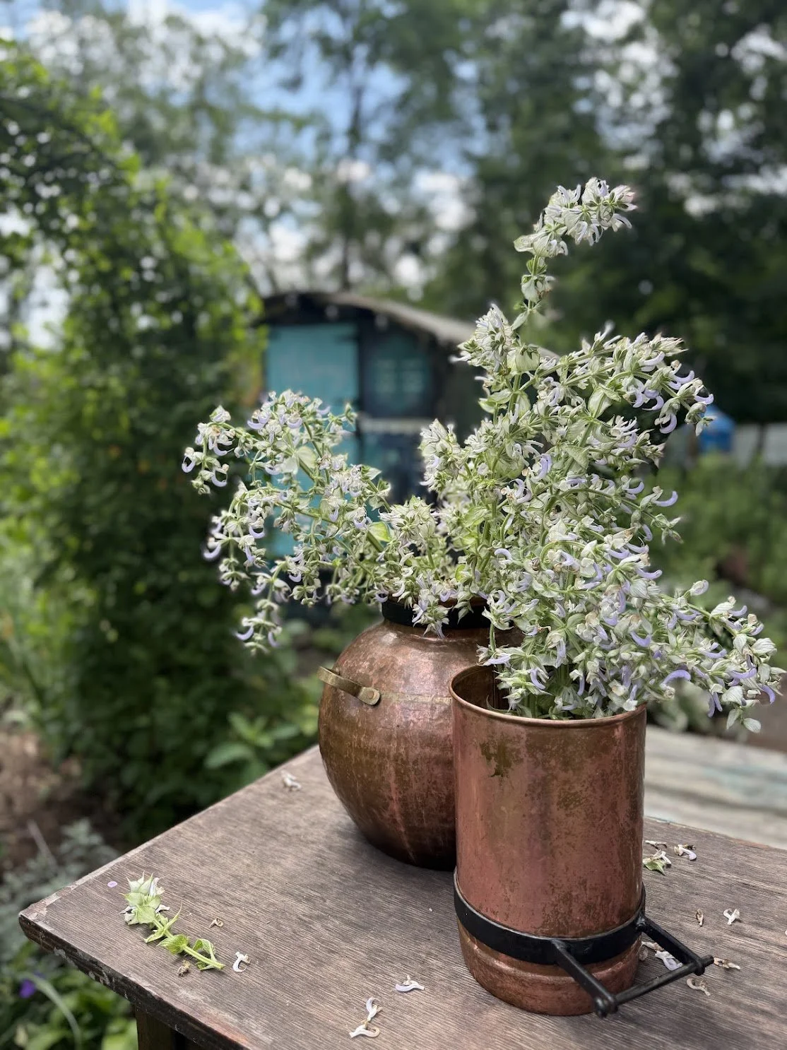 clary sage flowers in my 10L still - home grown skincare alchemy.JPG
