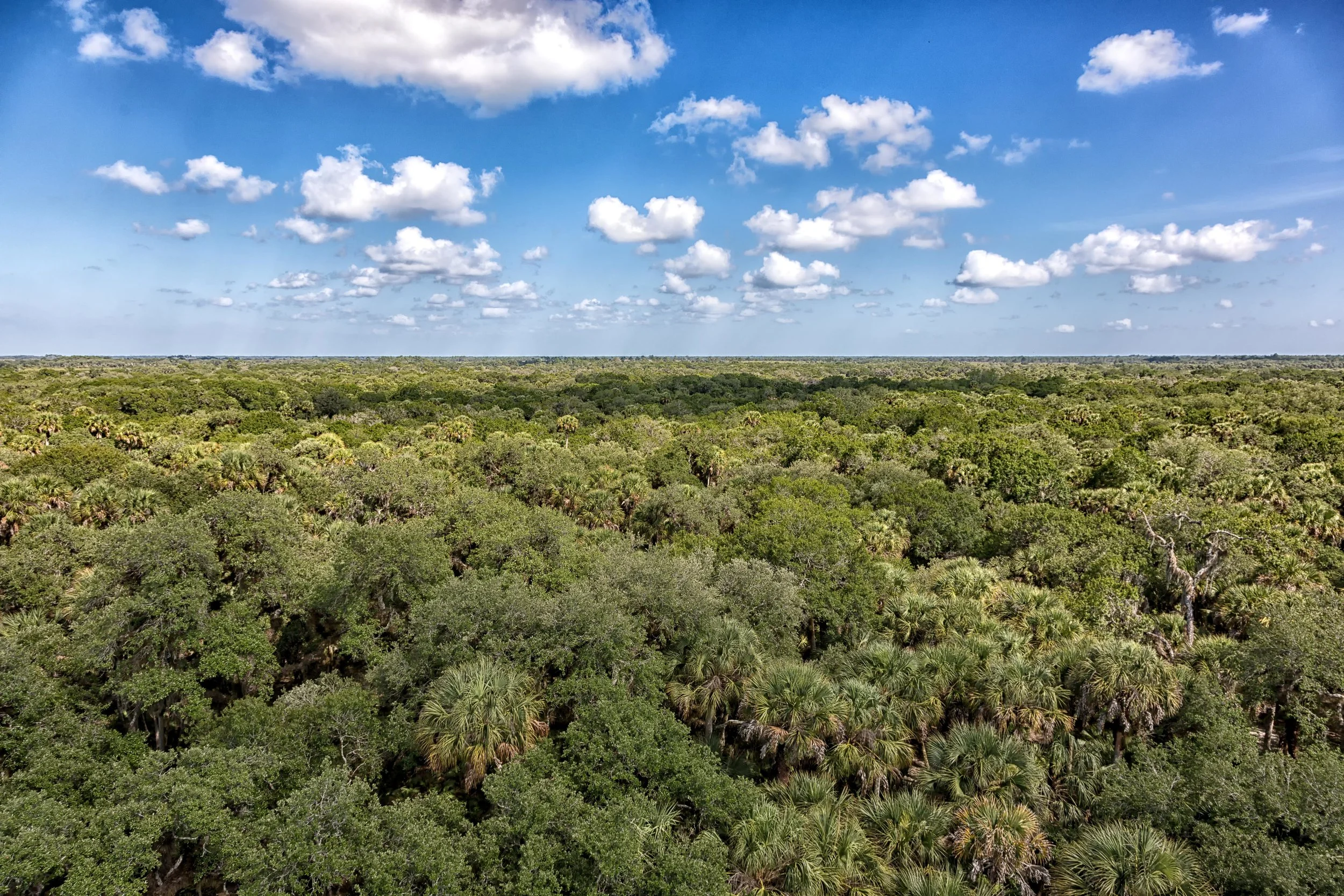 Myakka State Park May 2019-.jpg
