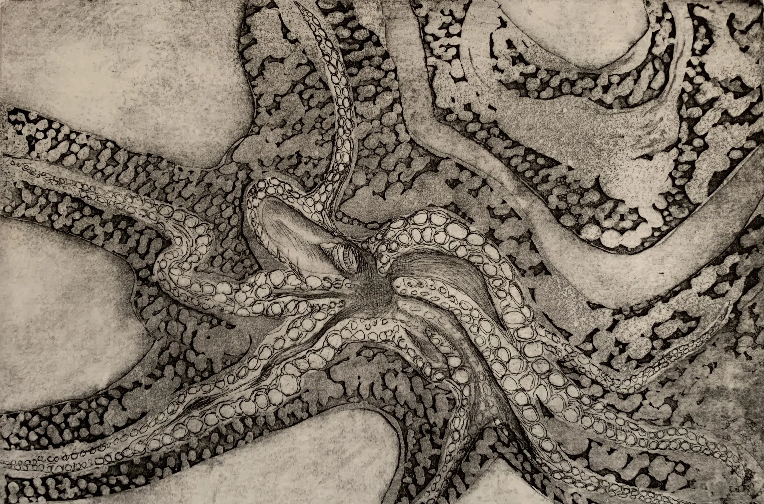 Octopus