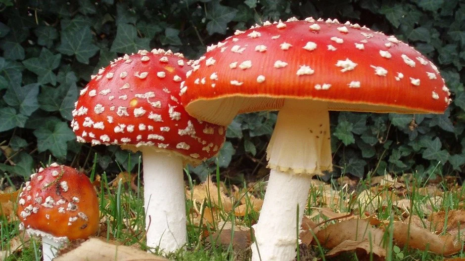 Lumber Society Mycology Workshop