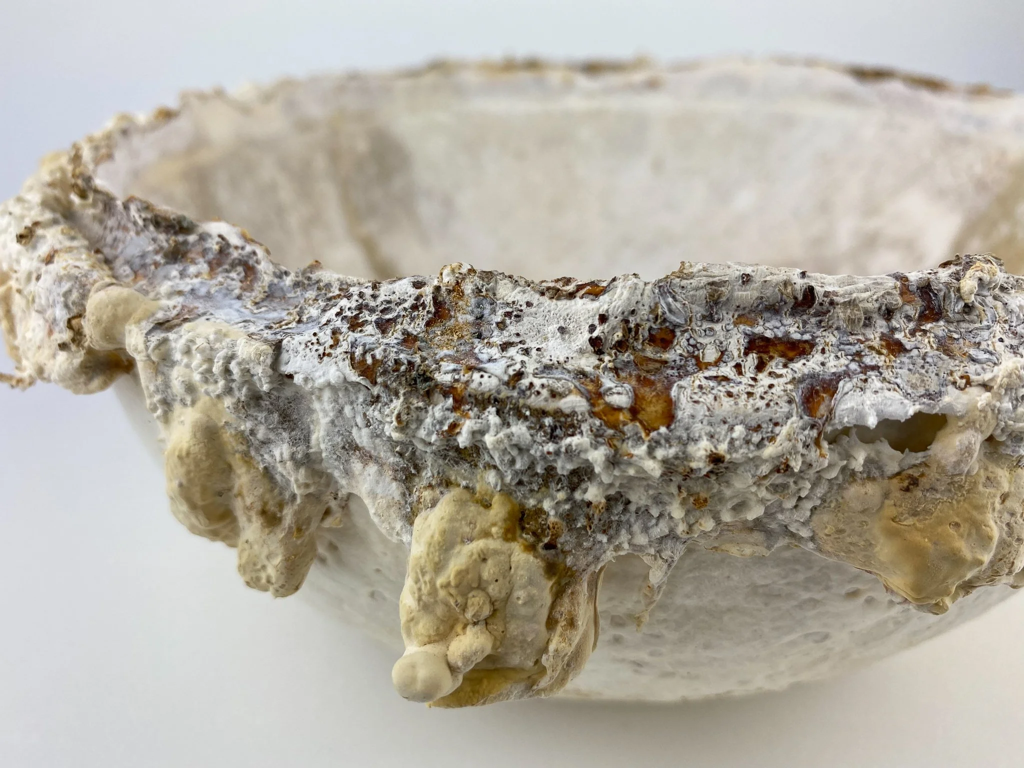 Lumber Society Mycology Workshop