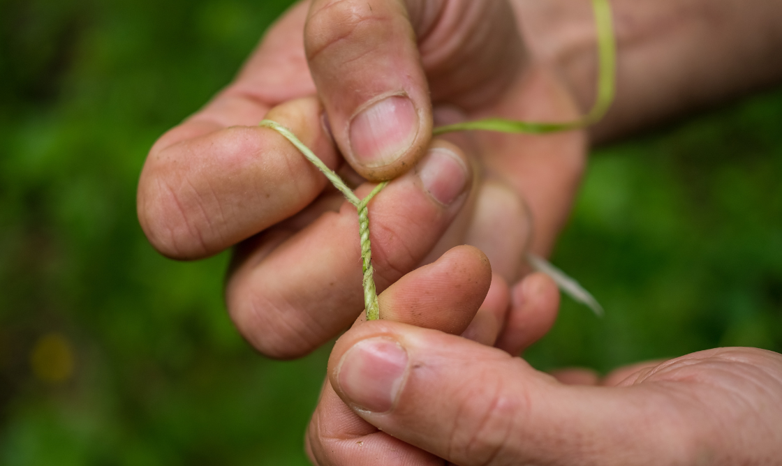 Making Rope From Plants