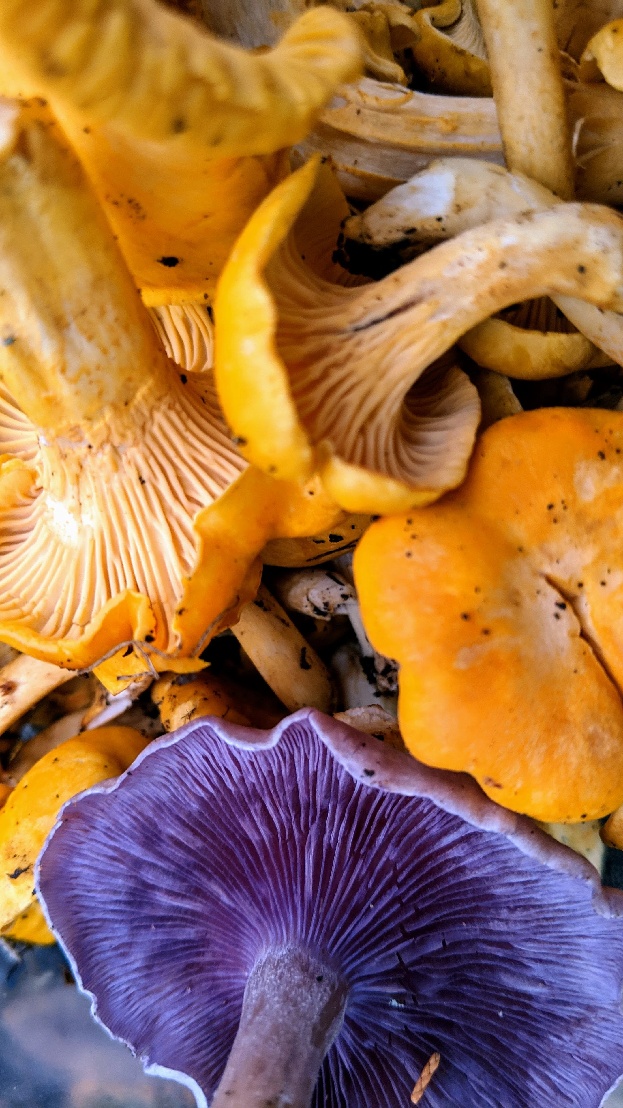 Mushroom Cultivation 101 Workshop 