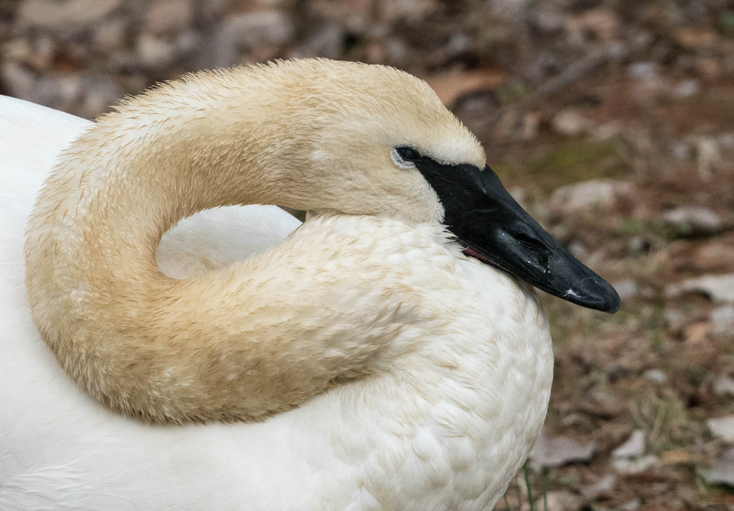 Swan