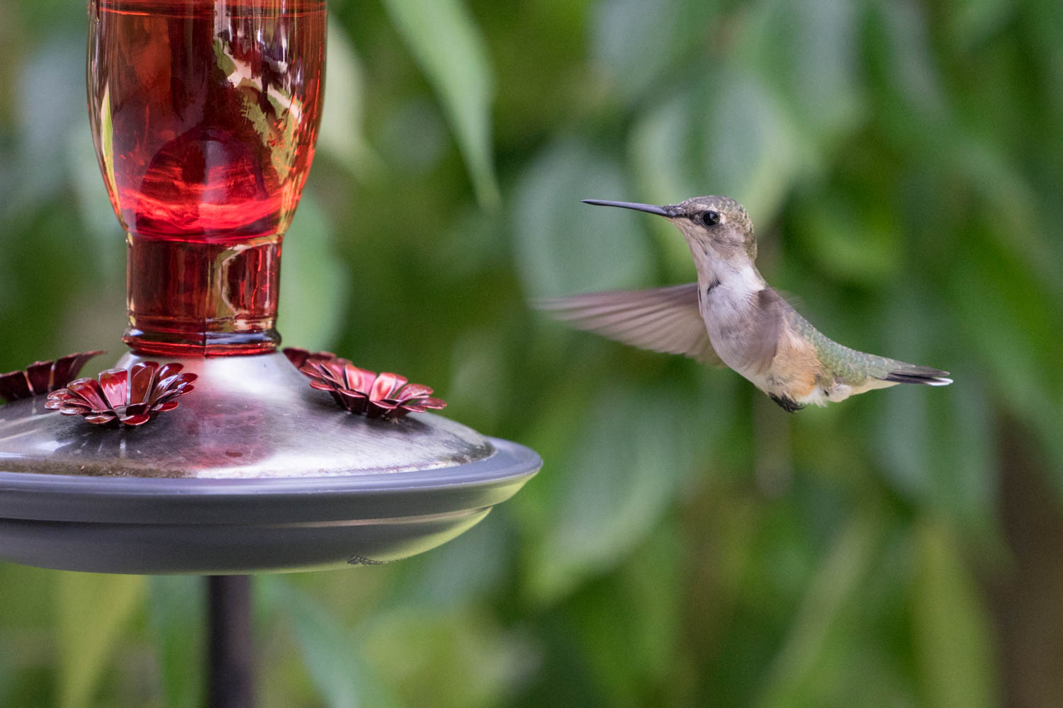 Hummingbird 2