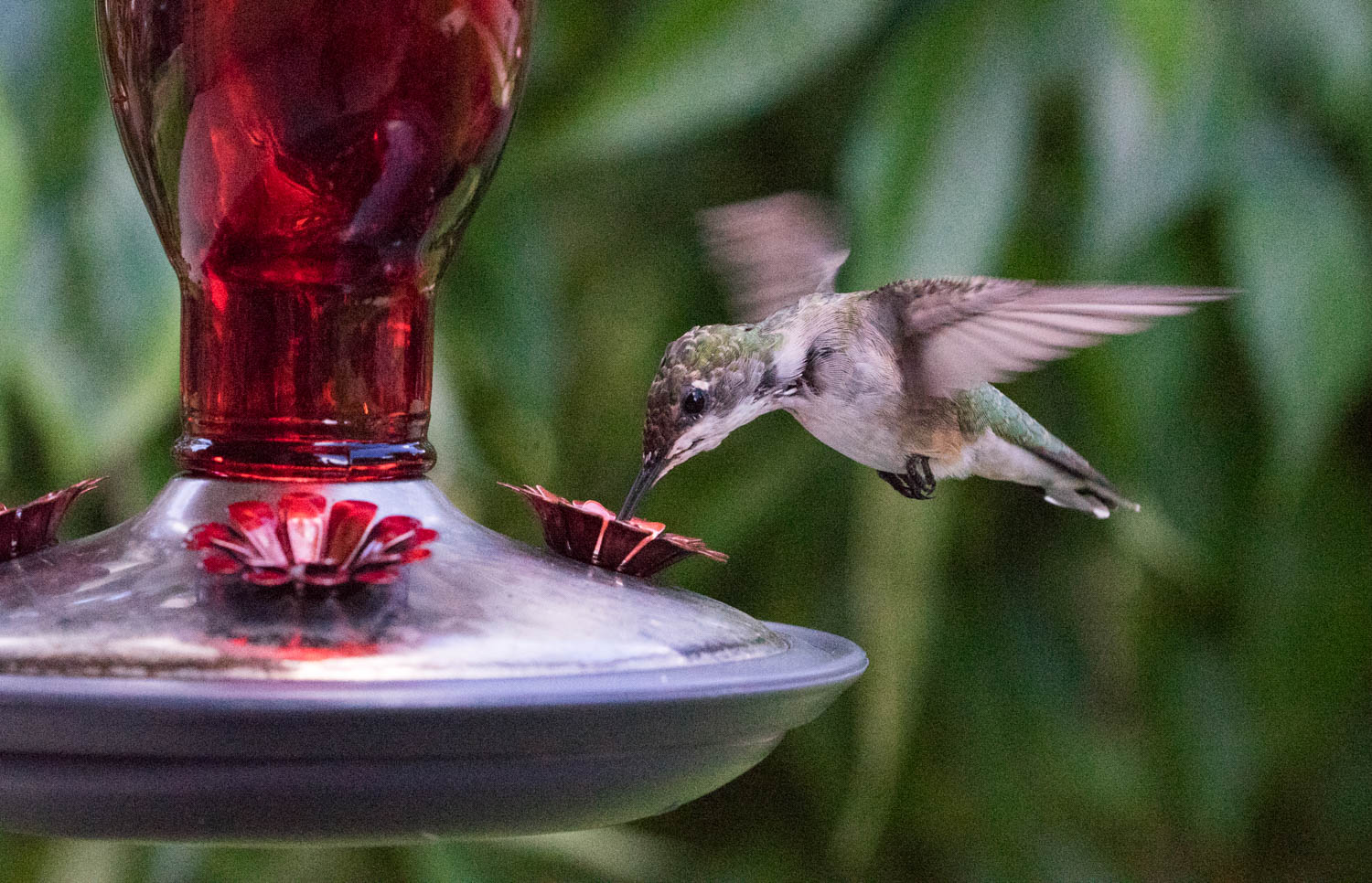 Hummingbird 4