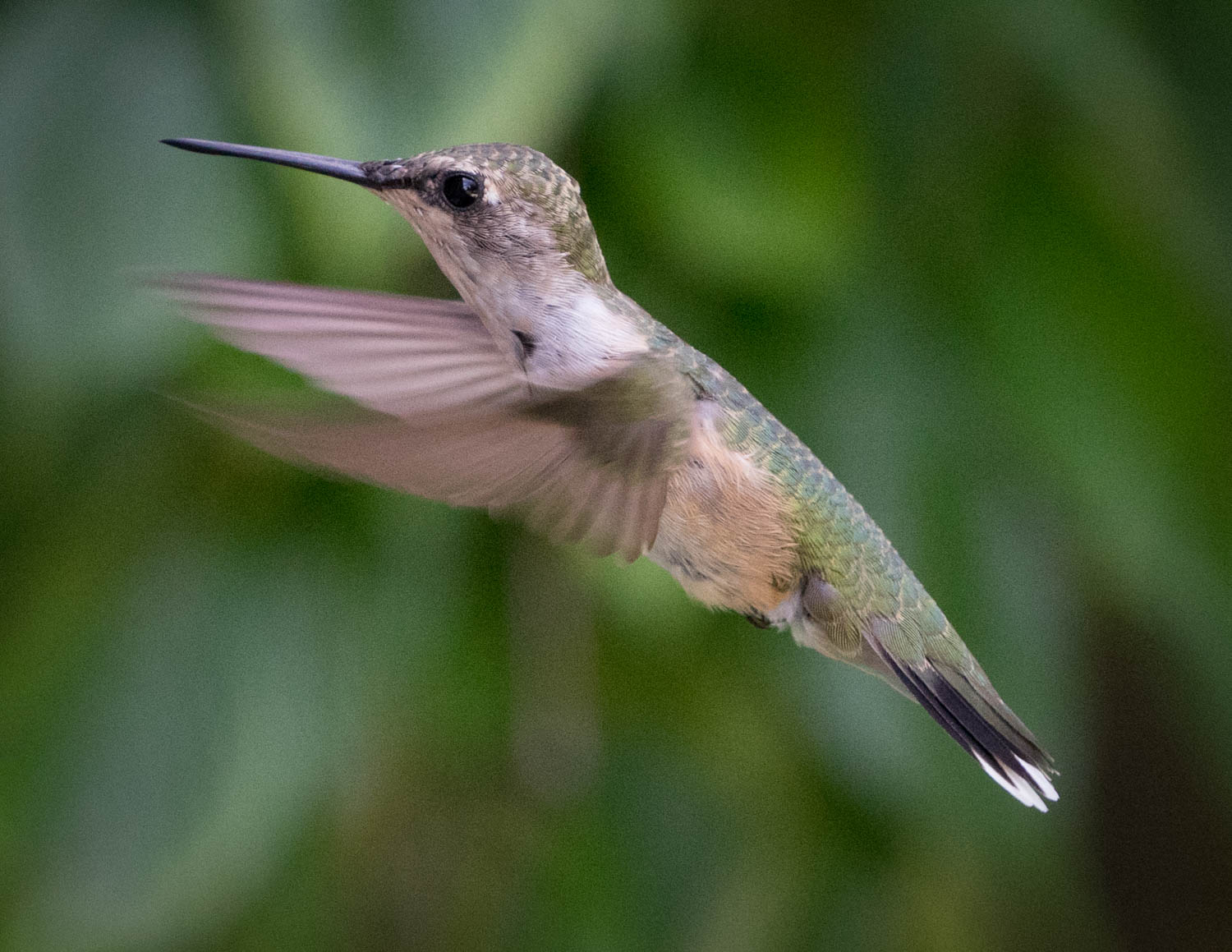 Hummingbird 5
