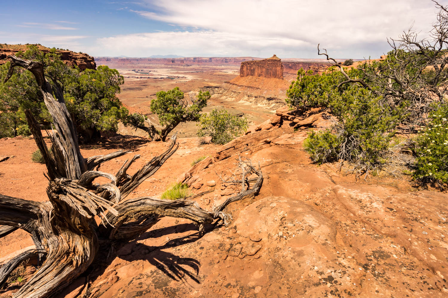 Gnarled Tree Limbs